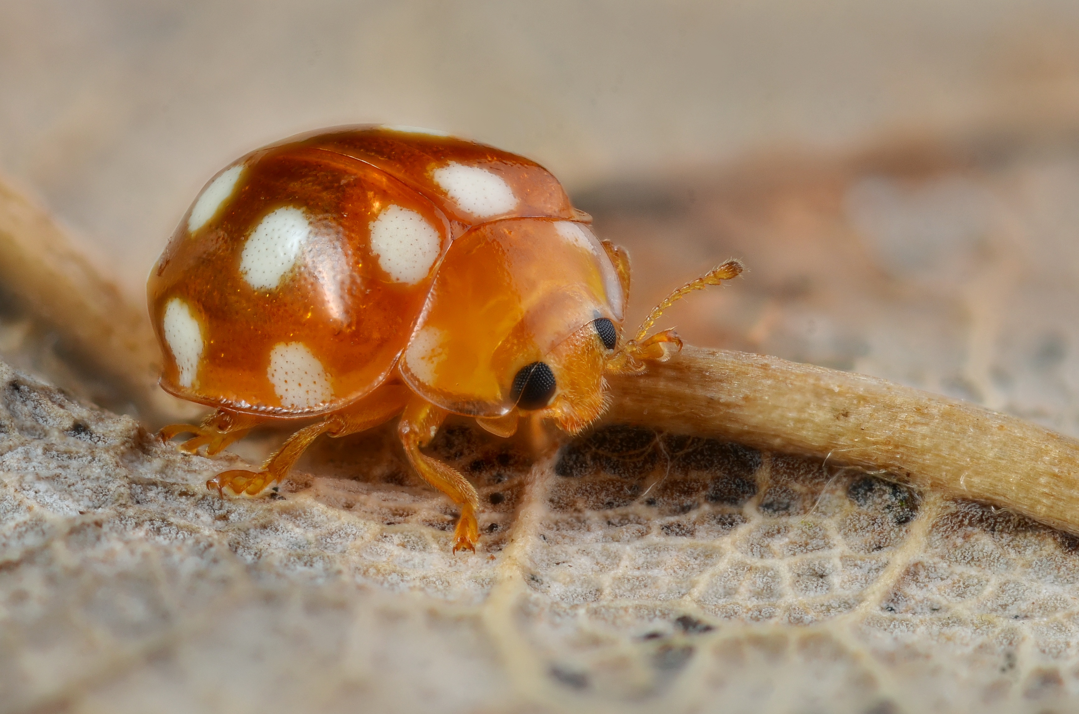 Vibidia duodecimguttata (8374794682)