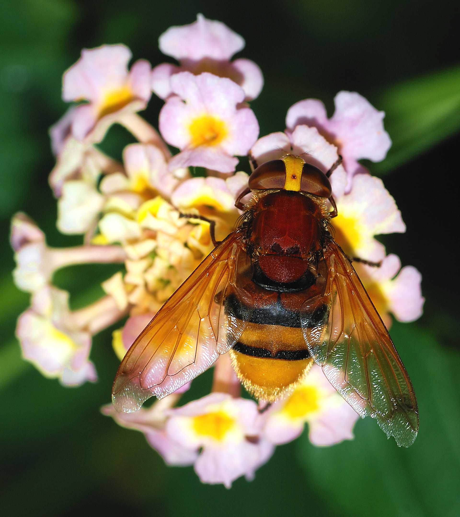 Volucella September 2007-2