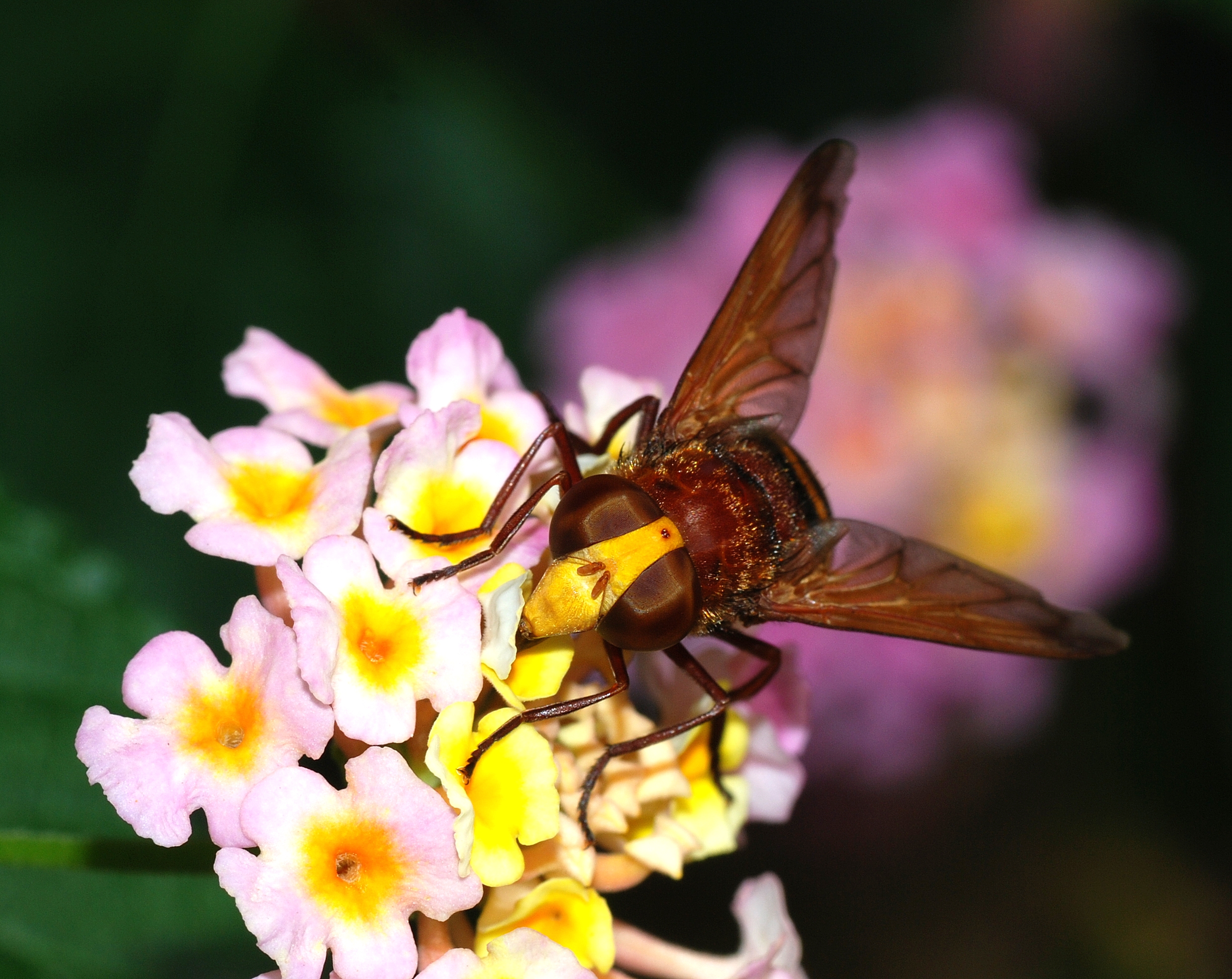 Volucella September 2007-3