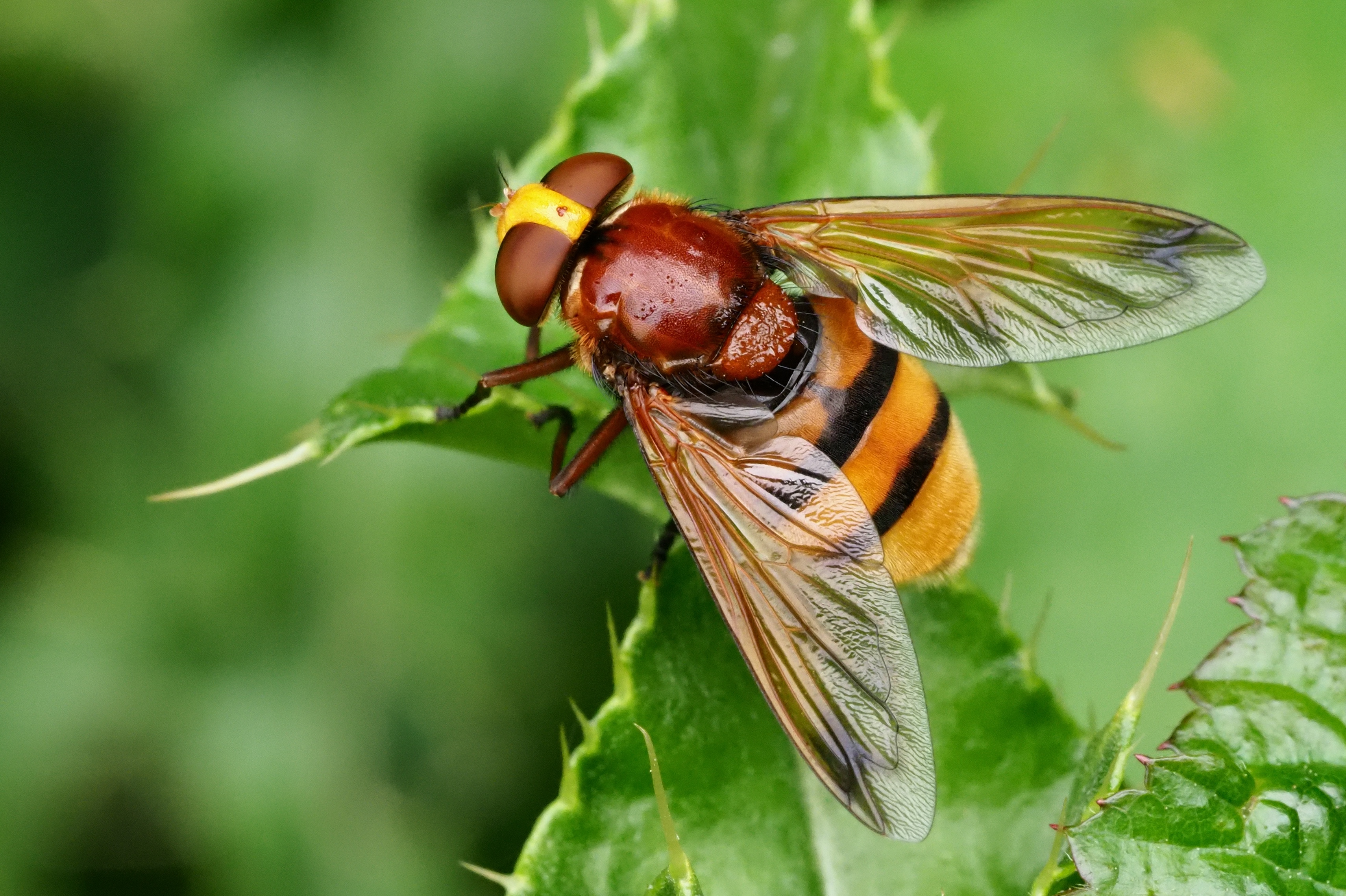 Volucella zonaria, Parc de Woluwé, Brussels (36496340041)