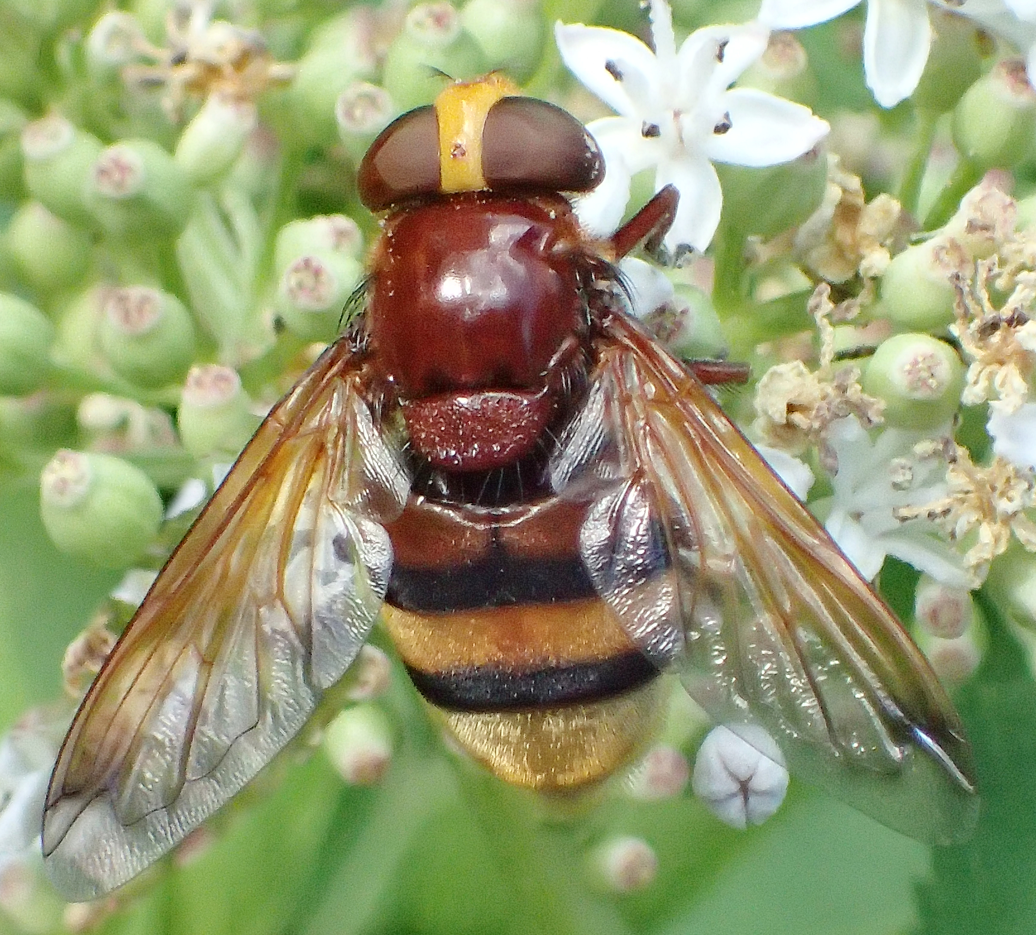 Volucella zonaria female