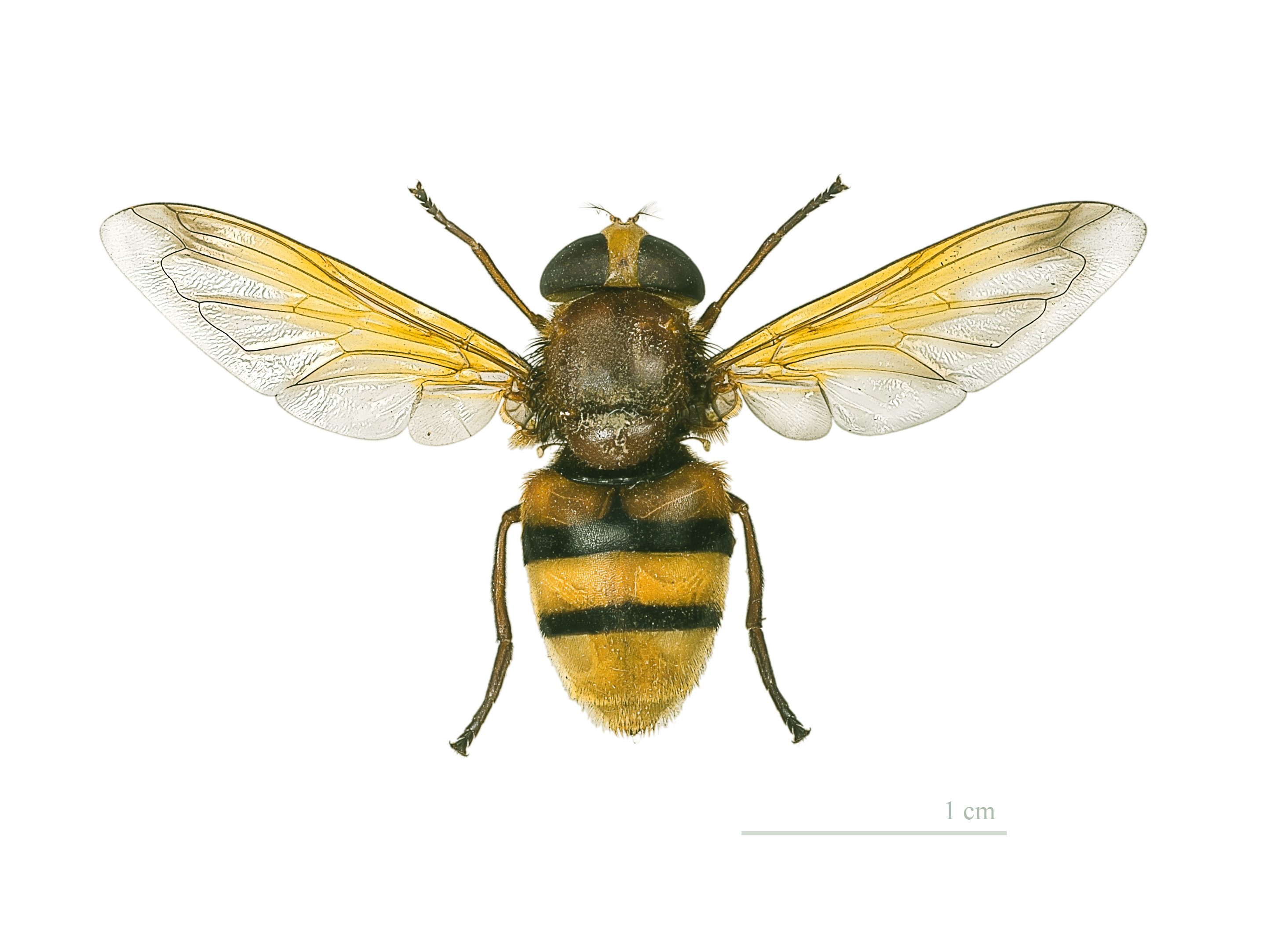Volucella zonaria MHNT