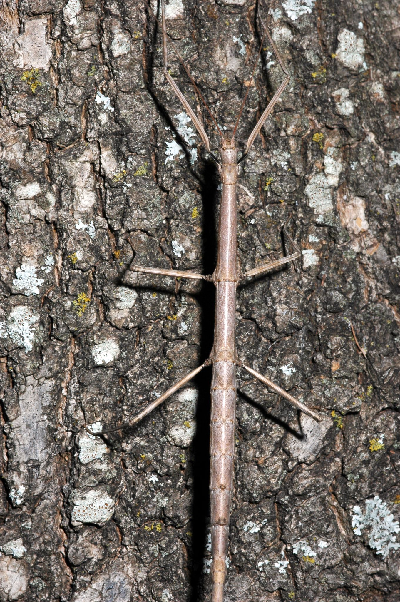Walkingstick Camo