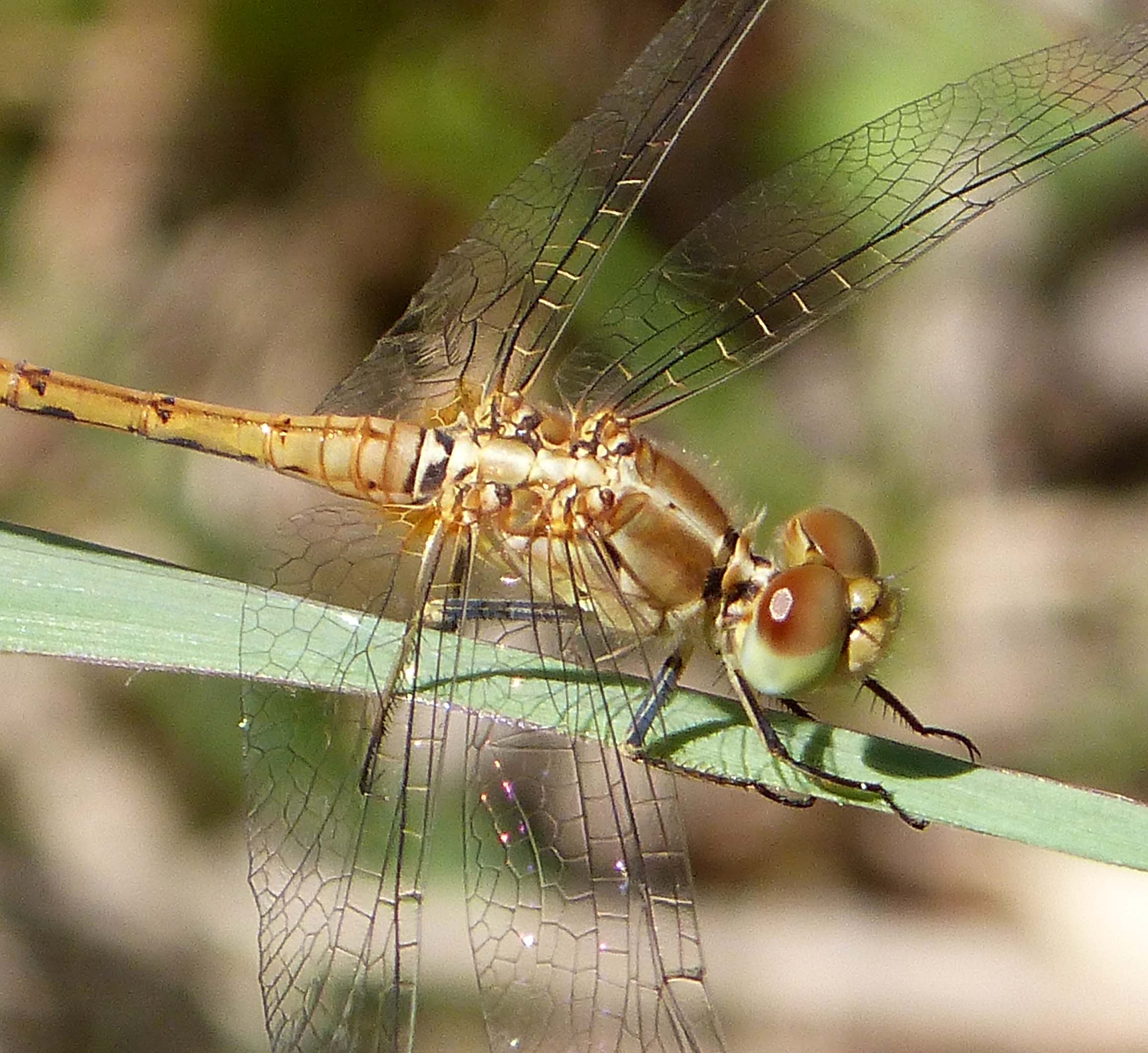 Wandering Percher. Teneral male. Diplacodes bipunctata. Libellulidae (15192128944)