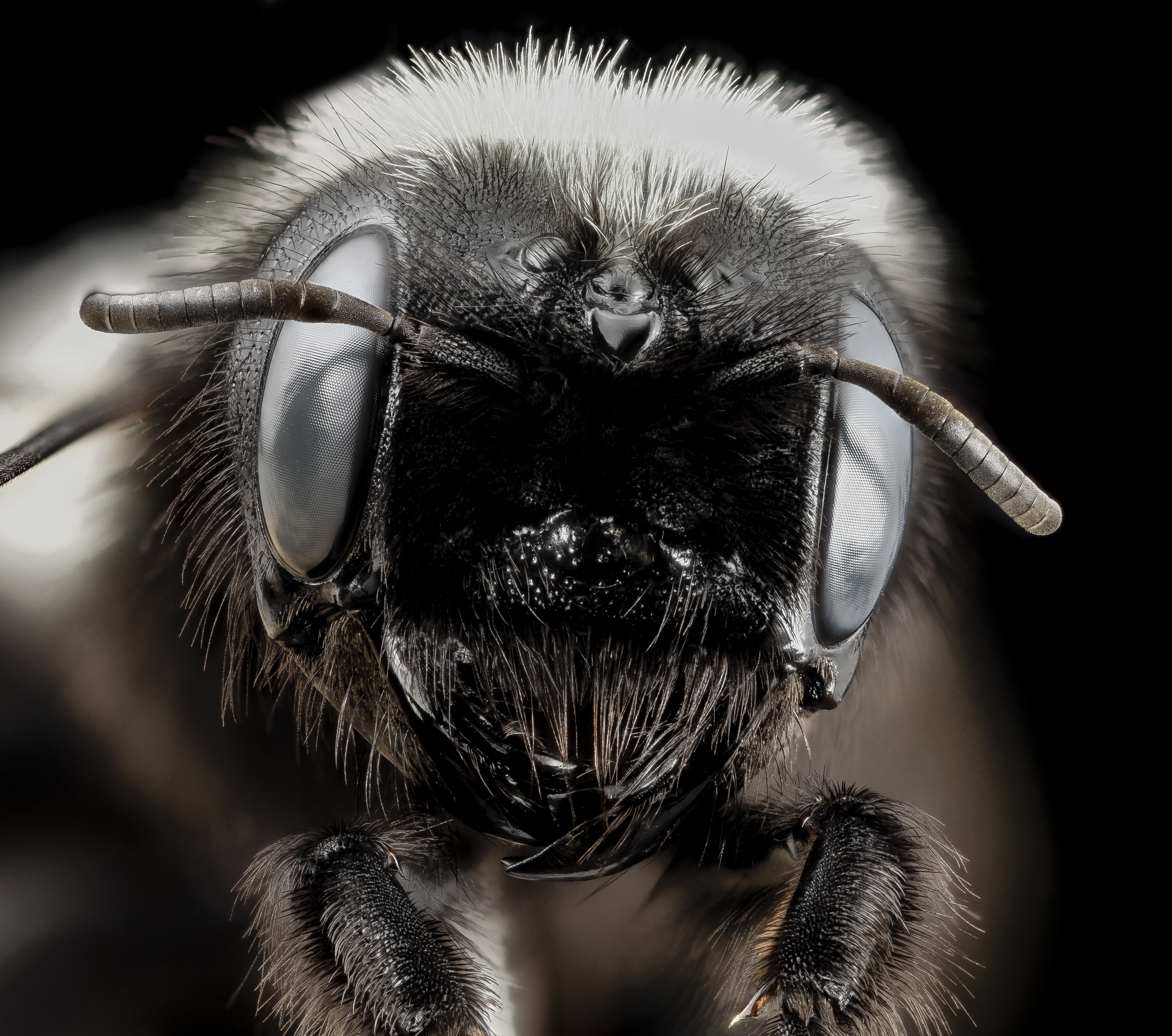 Washed Megachile, f, face, chile 2014-08-06-10.34.14 ZS PMax (14977843152)
