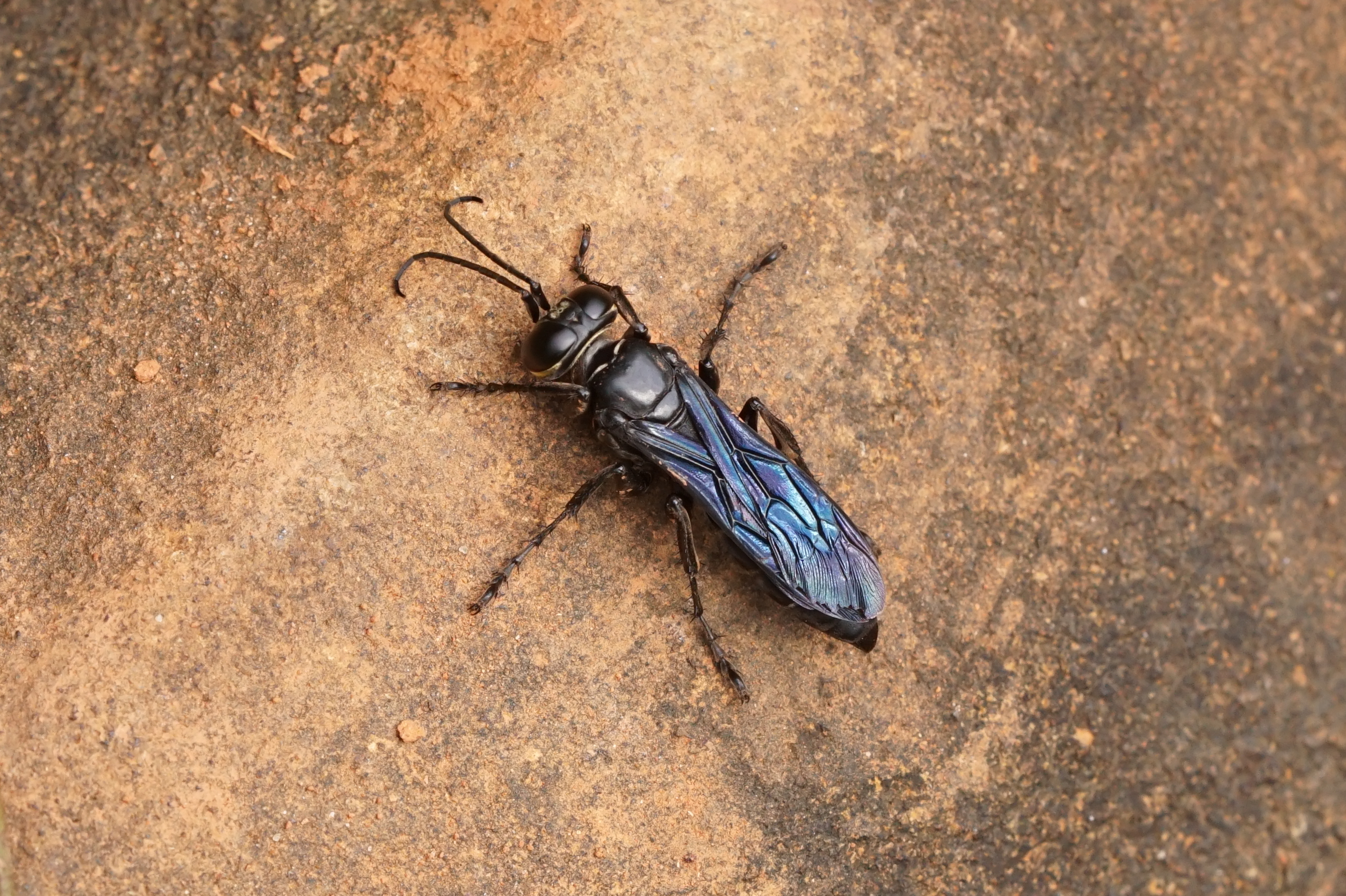 Wasp 08109