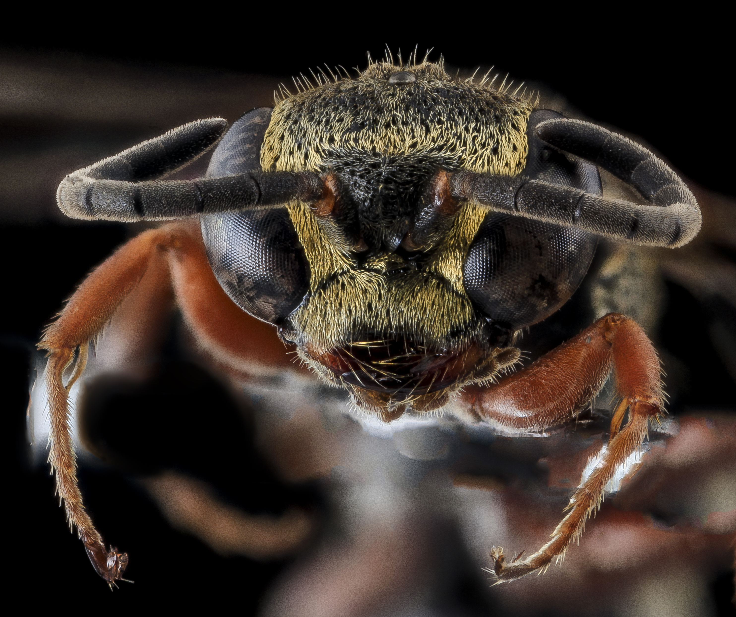 Wasp, F, Face, Cecil County, MD 2013-11-04-11.41.16 ZS PMax (11213129726)
