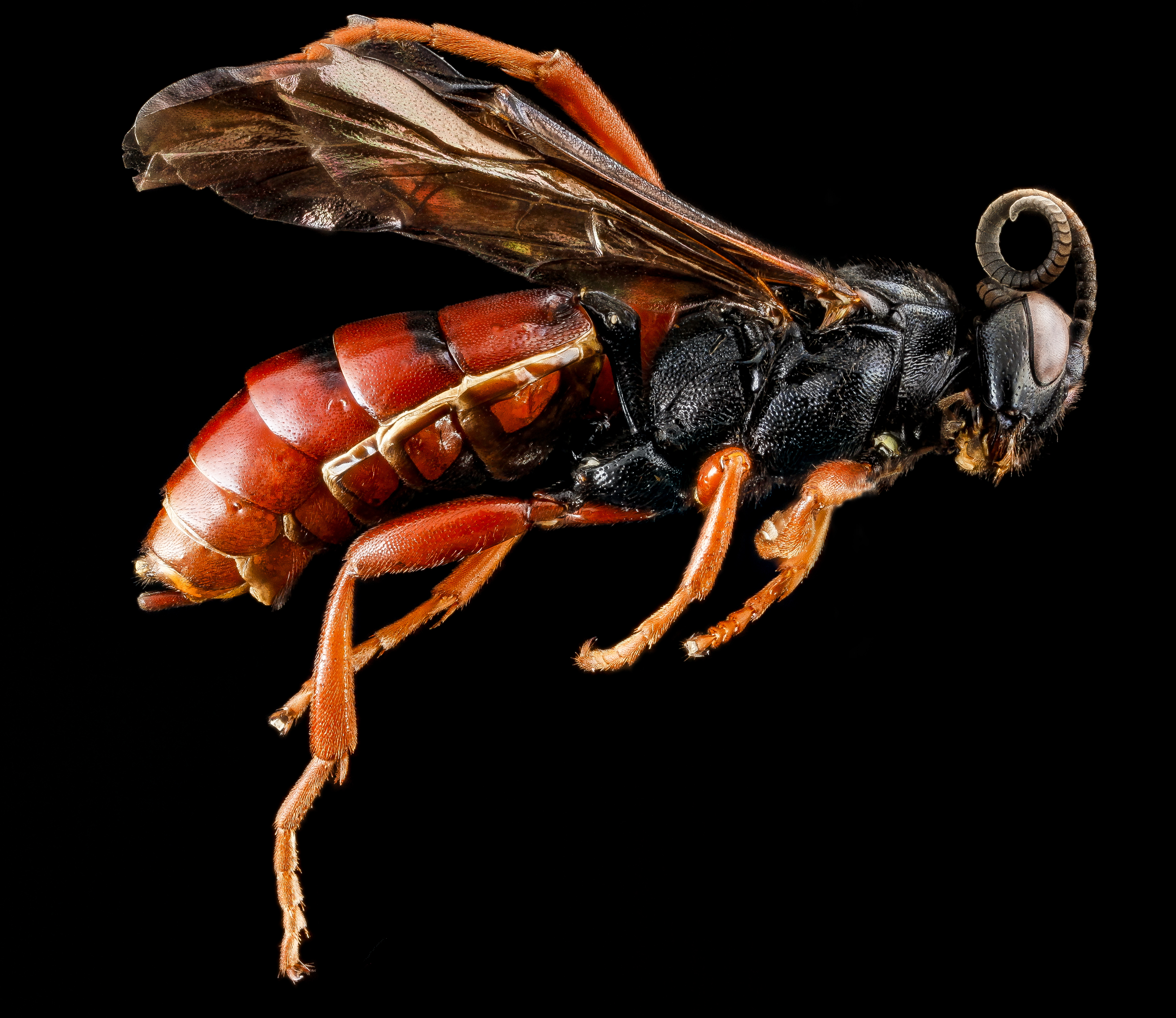 Wasp, U, side, Wyoming, Park Co 2013-04-09-15.48.41 ZS PMax (8651996521)