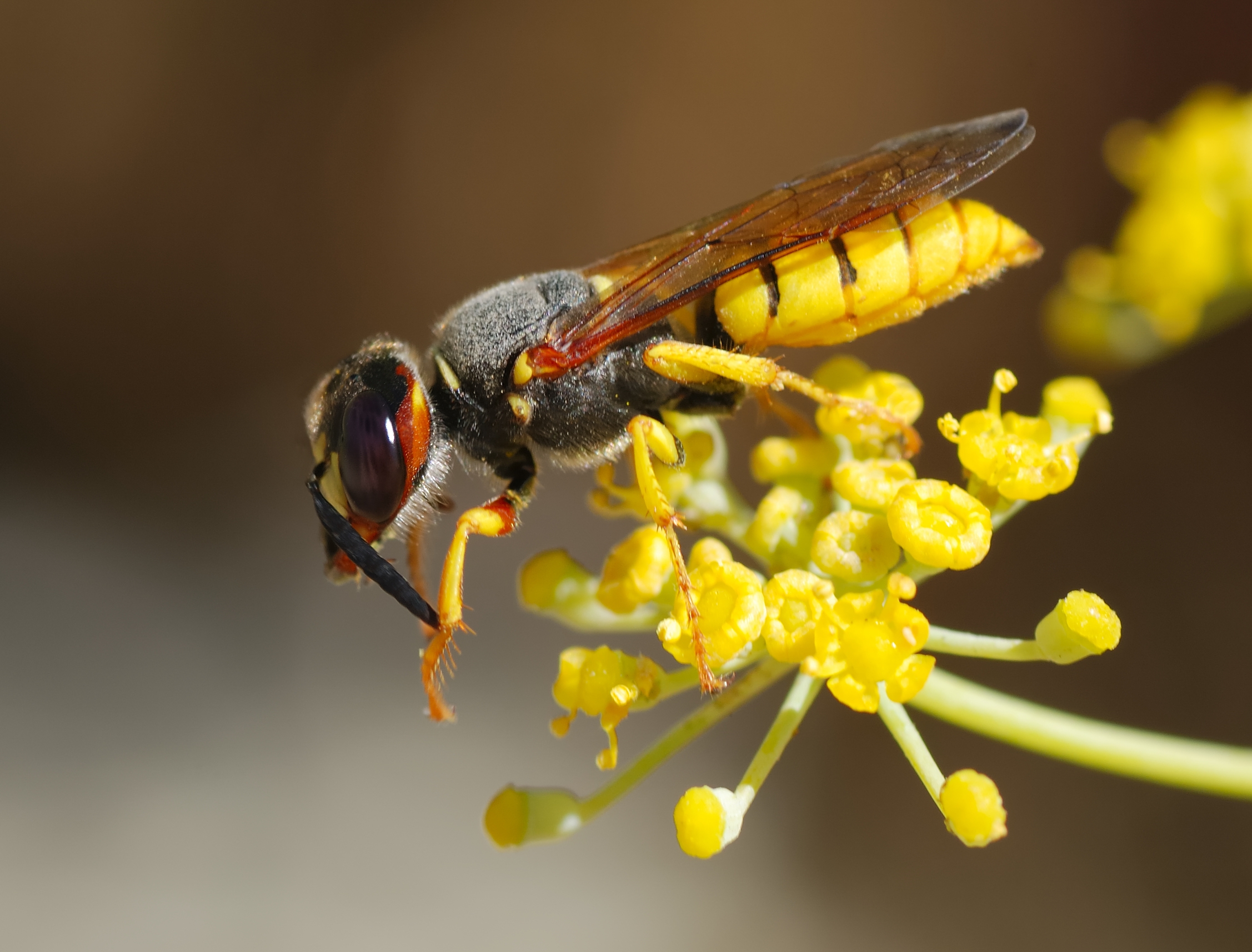 Wasp August 2007-12