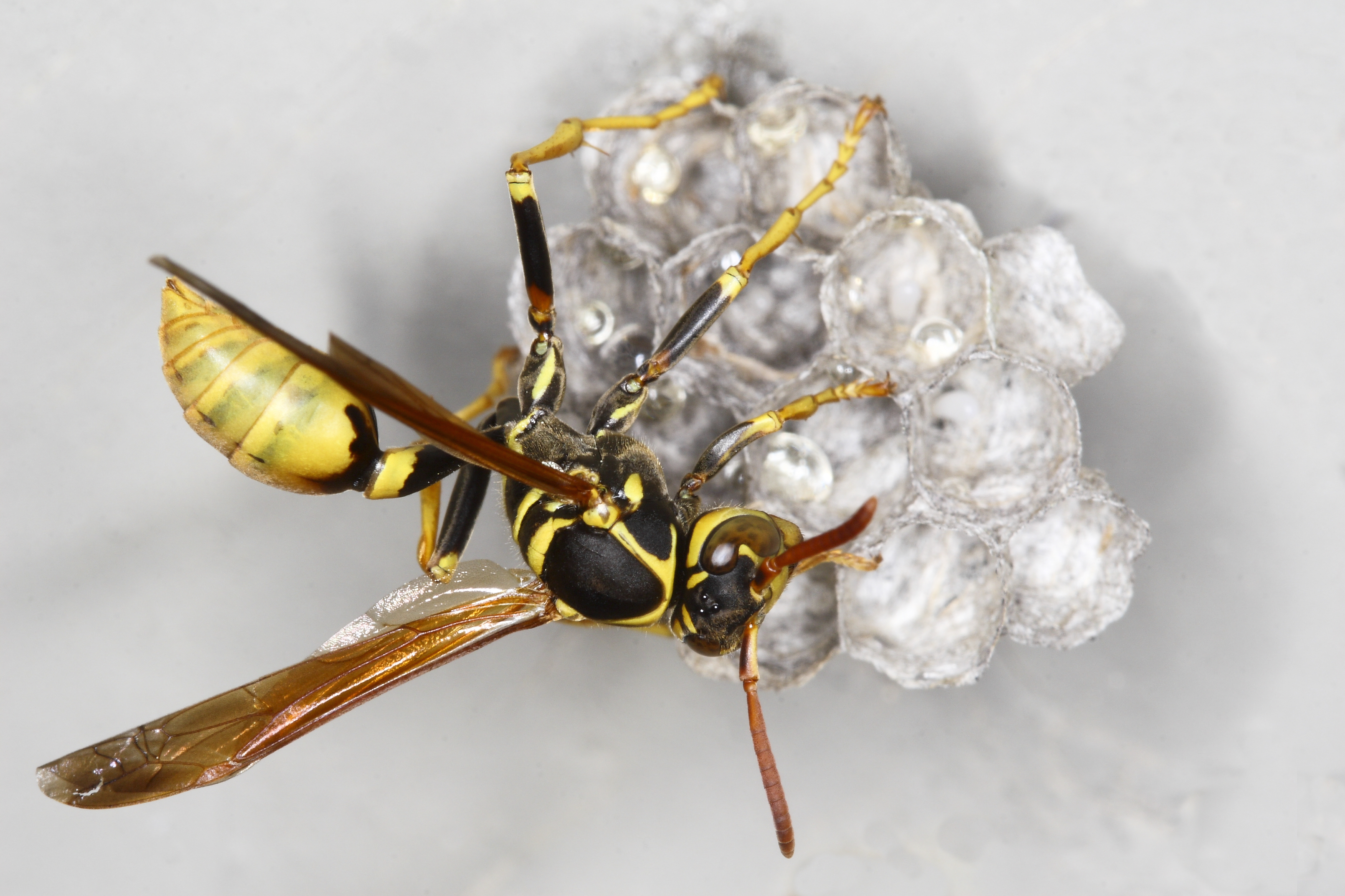 Wasp building nest