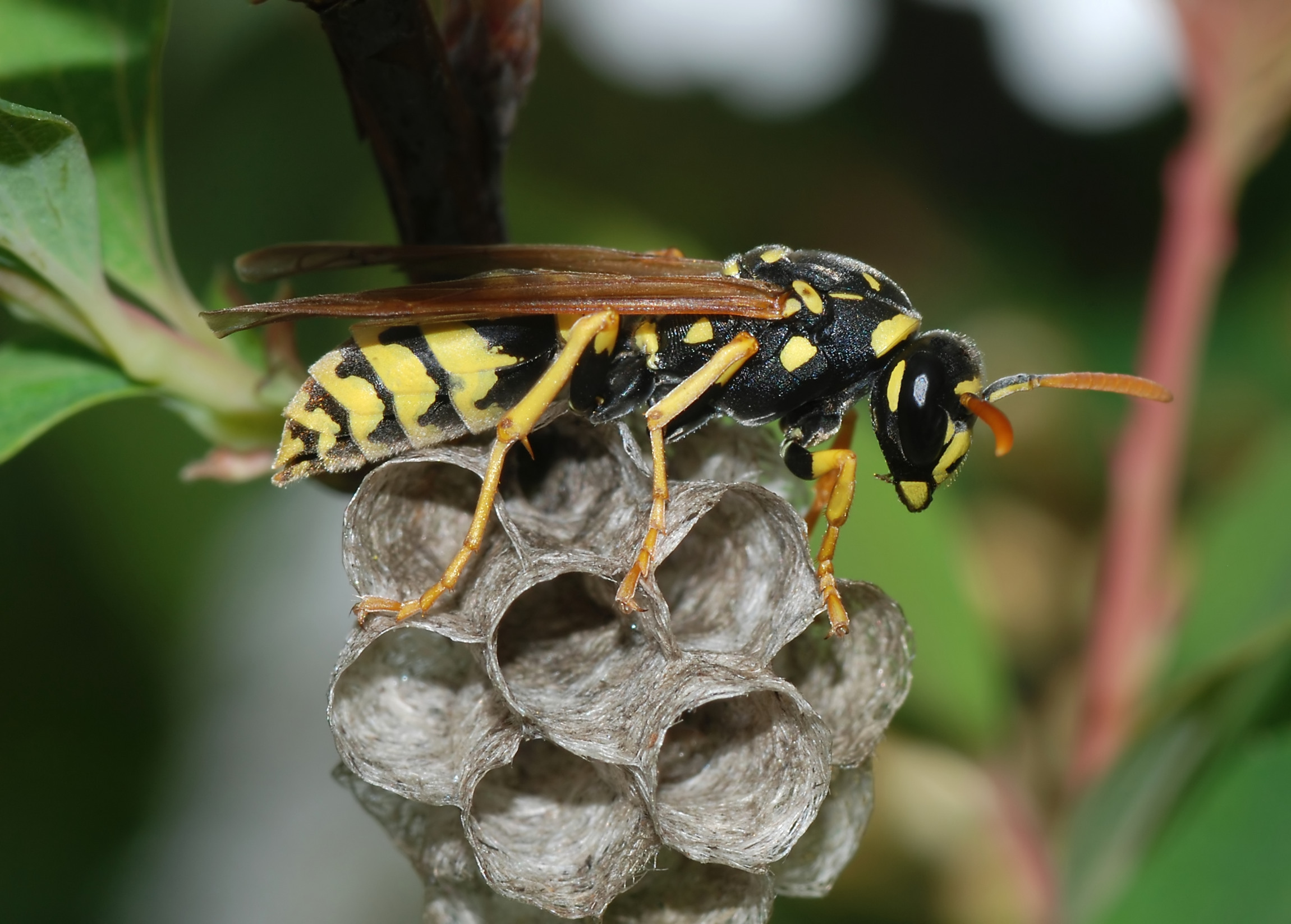 Wasp March 2008-3