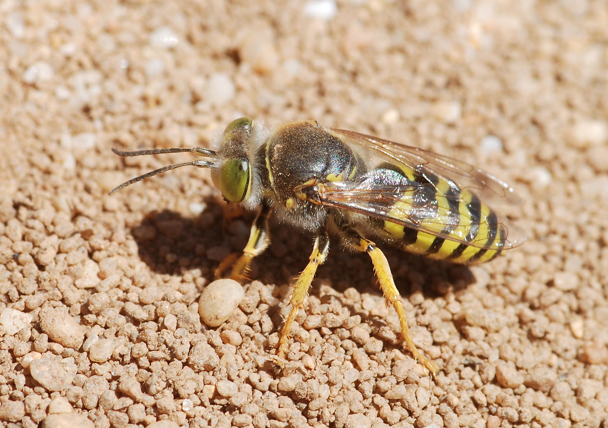 Wasp May 2009-1