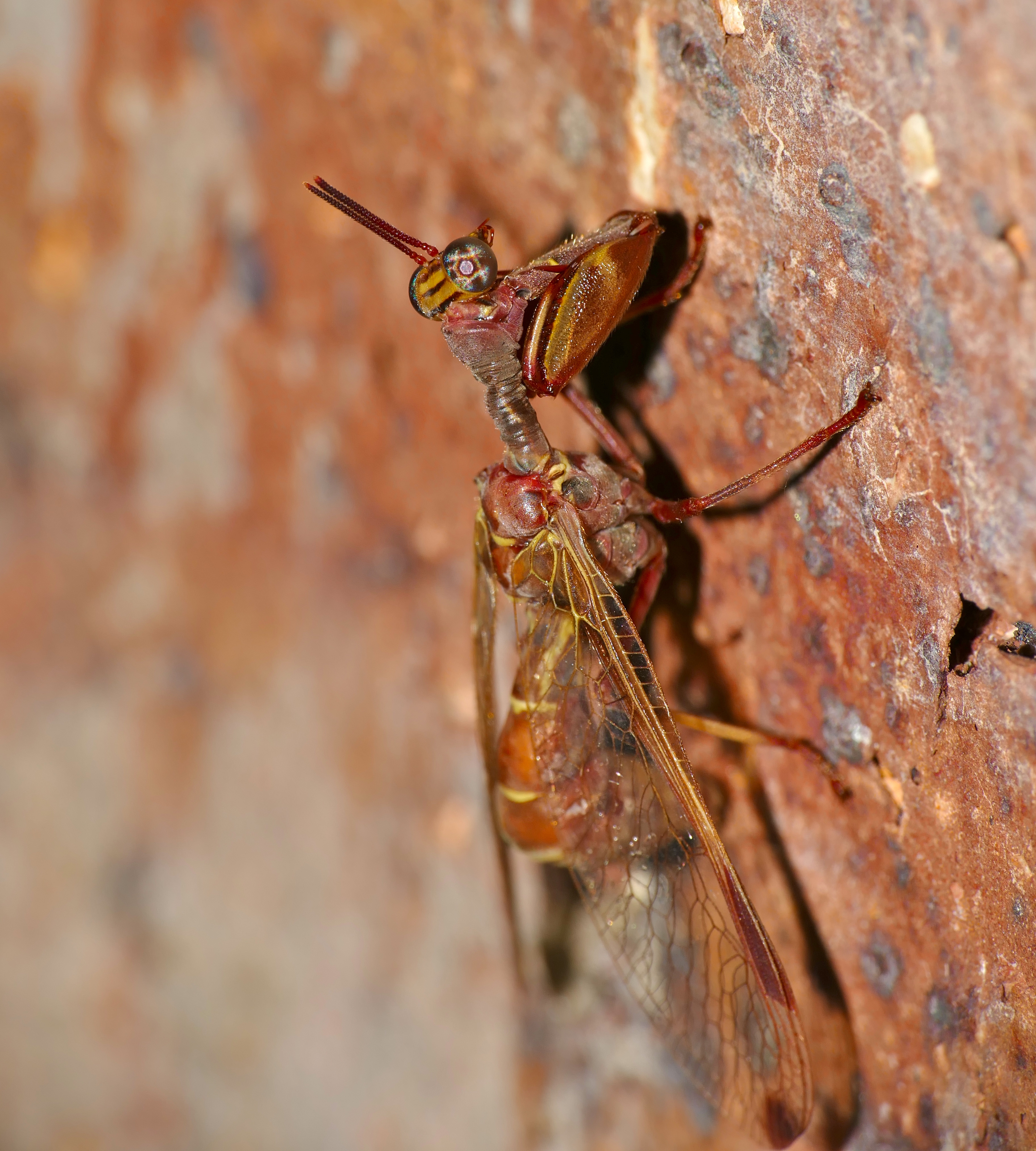 Wasp-mimic Mantidfly (Pseudoclimaciella sp.) (15829591343)