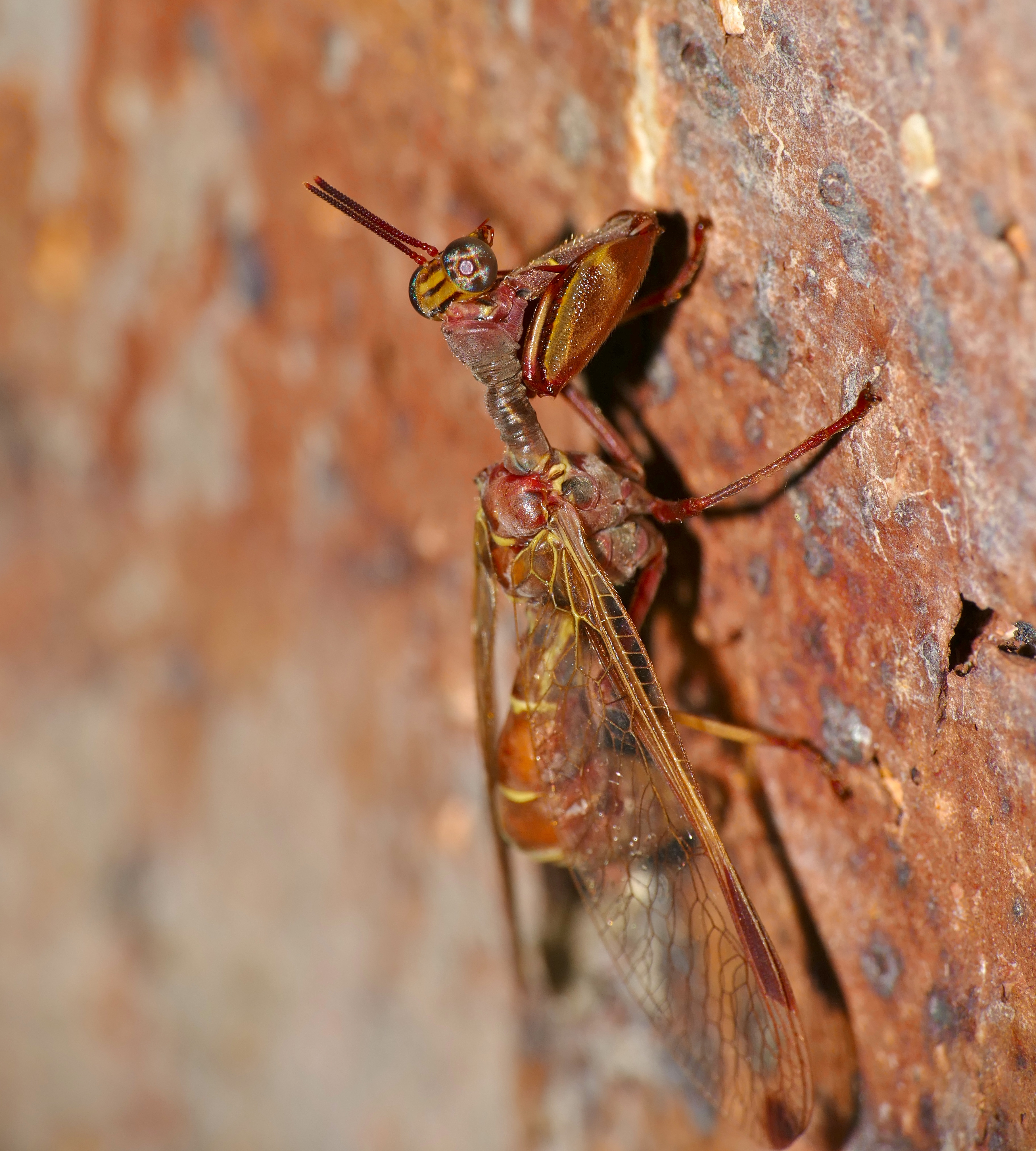 Wasp-mimic Mantidfly (Pseudoclimaciella sp.) (15829591343)