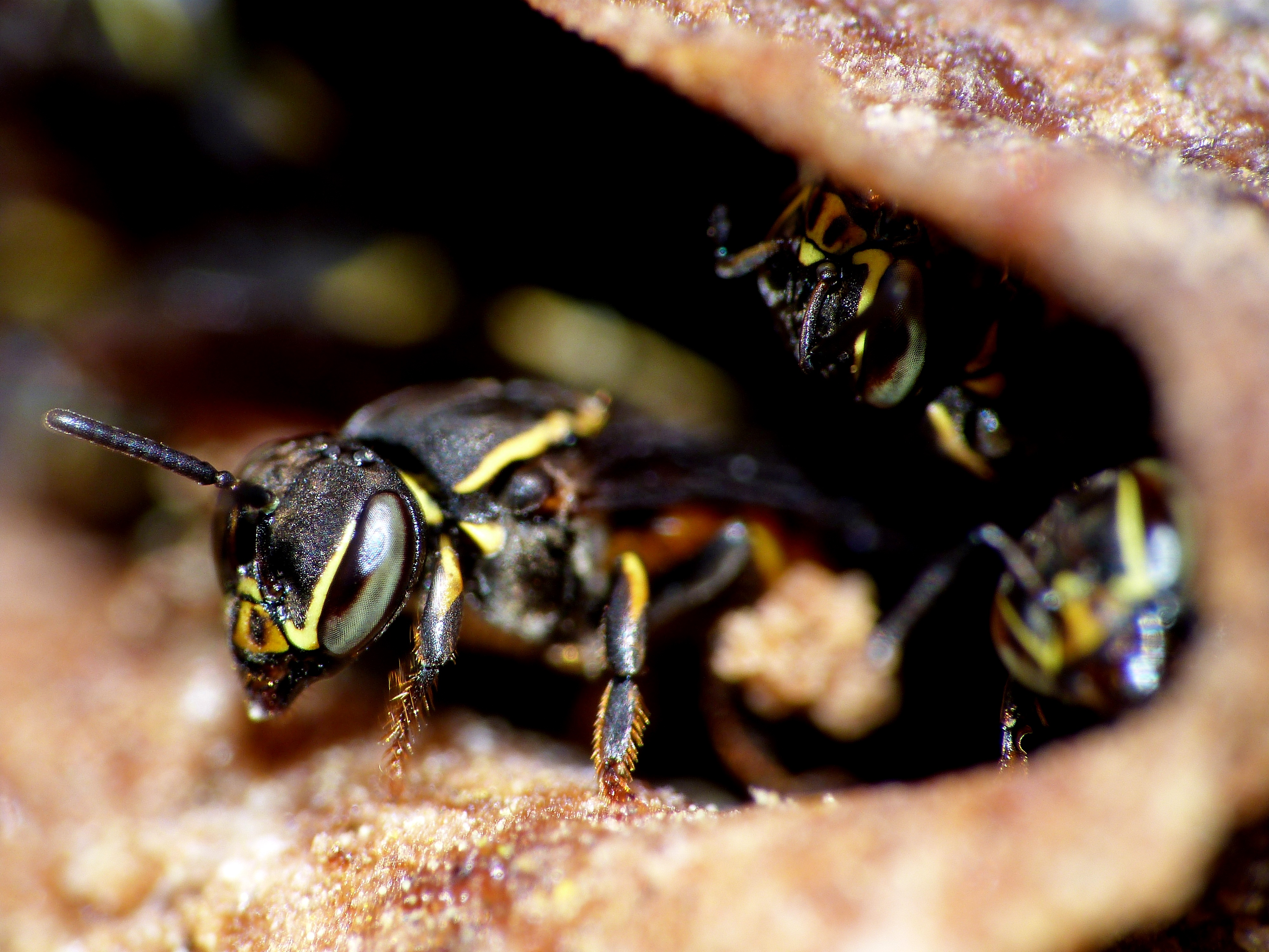 Wasp Nest (Hymenoptera) (9943154354)