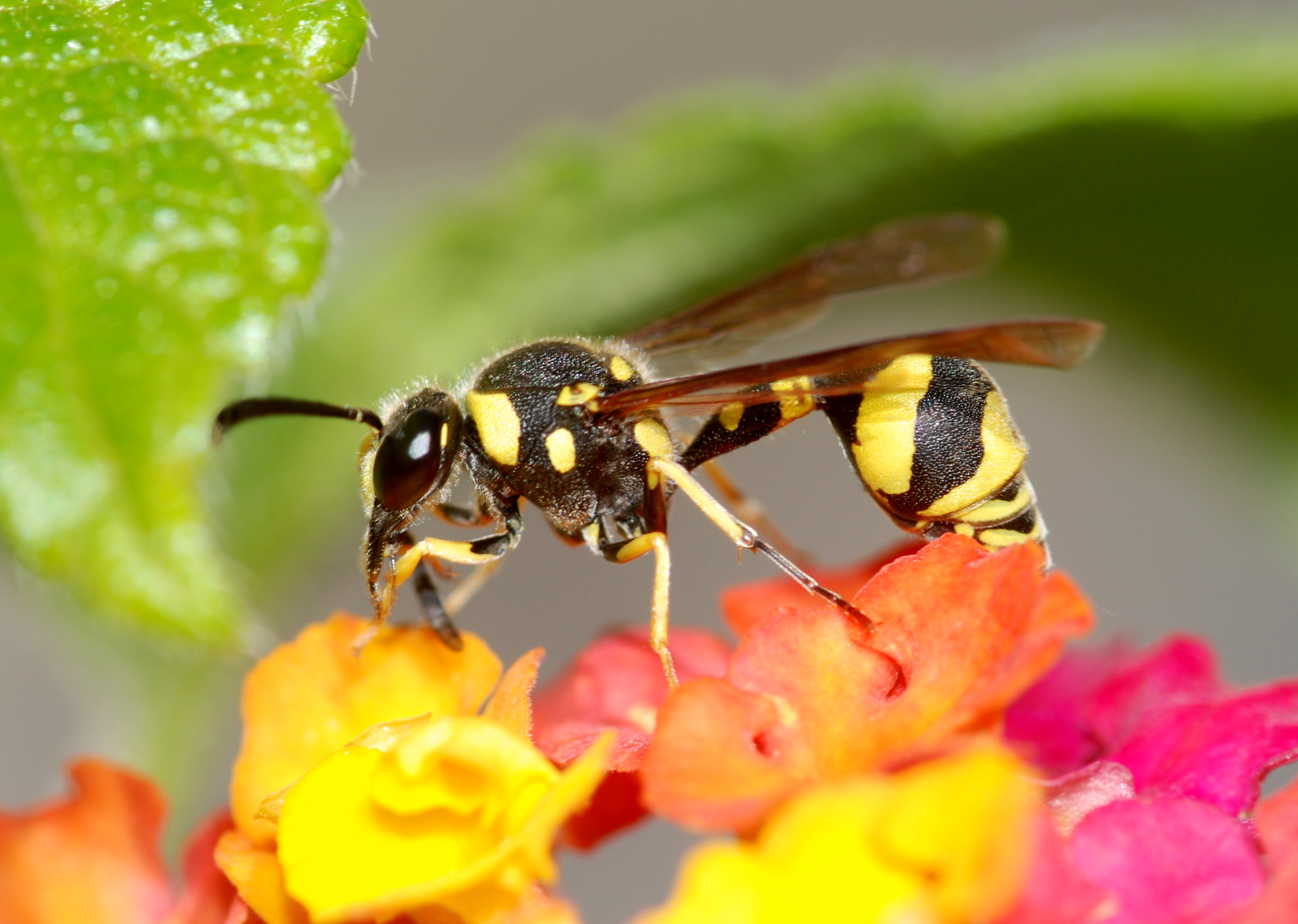 Wasp November 2009-1