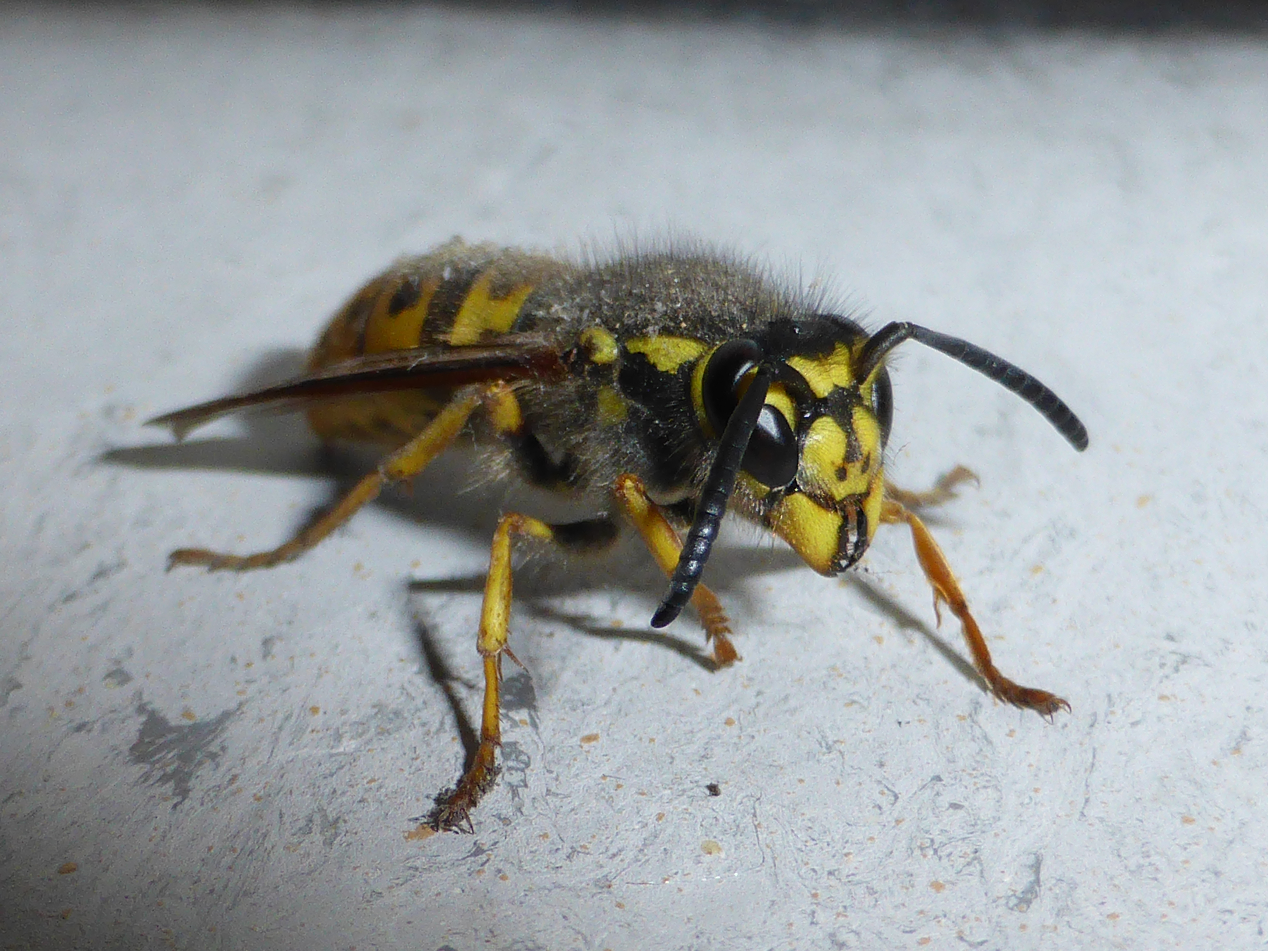 Wasp-side