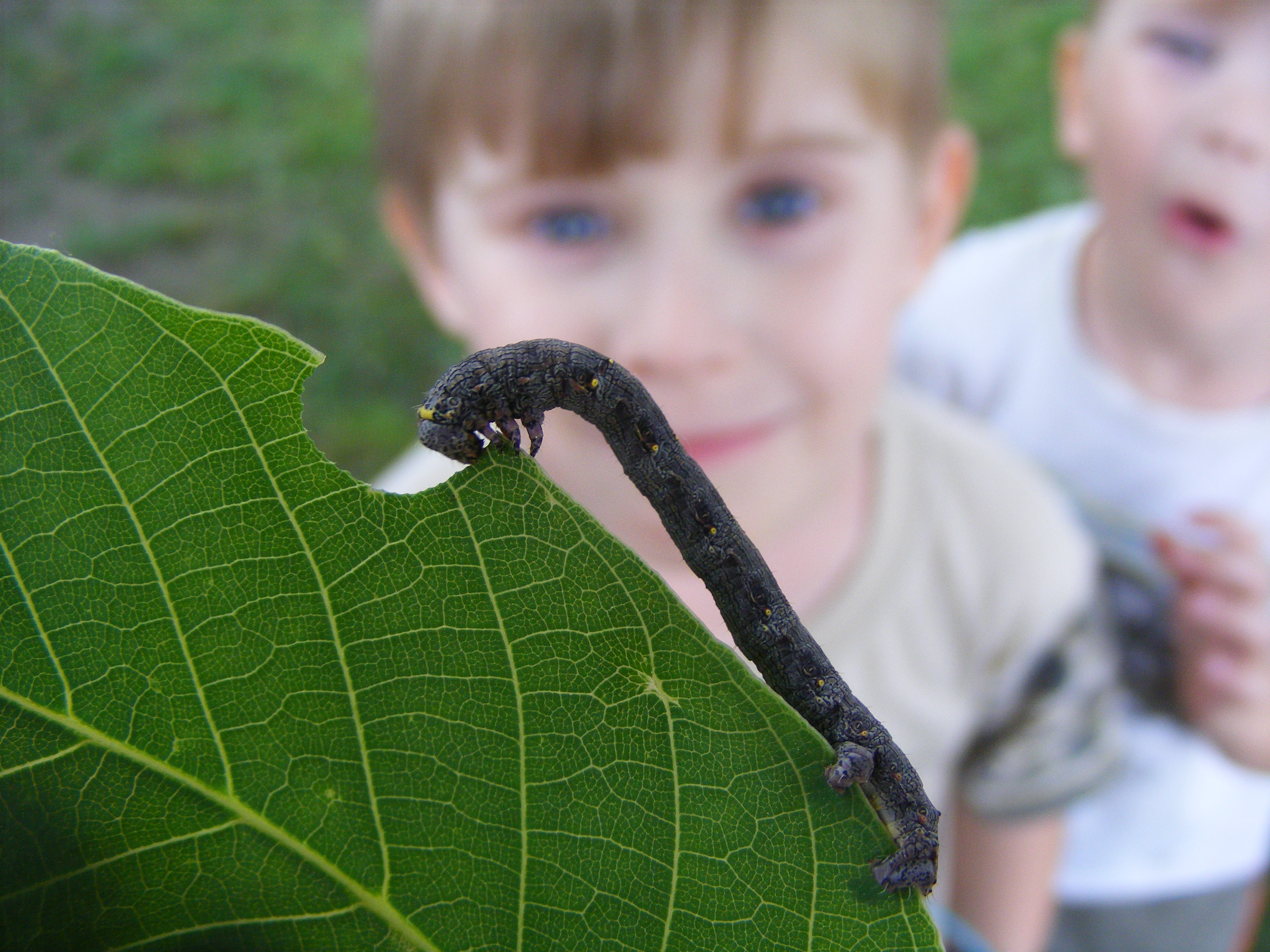 Watching the Inchworm