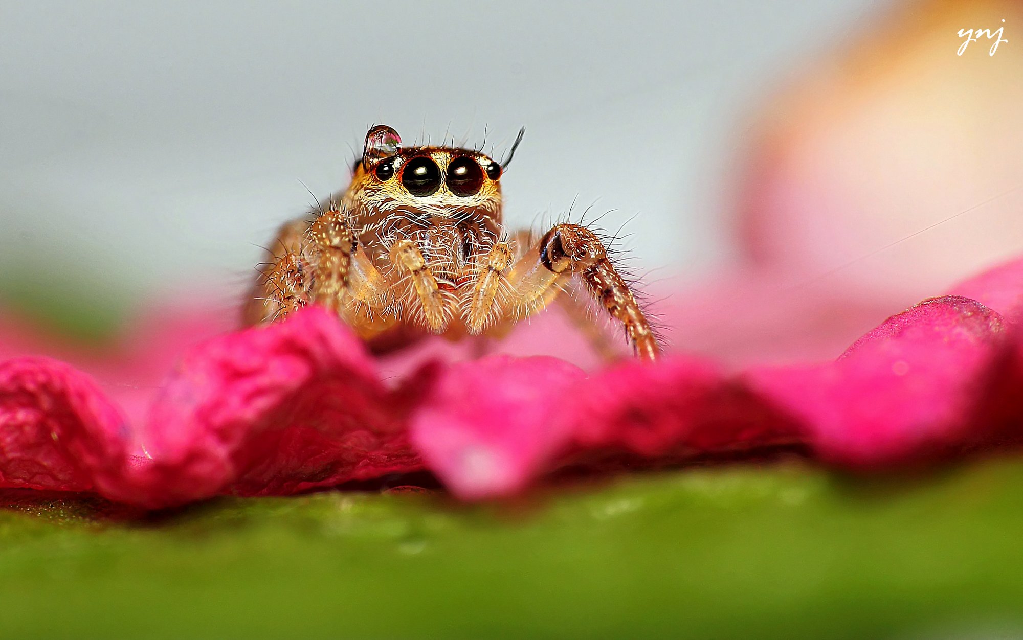 Water Drop and also a jumping spider! (9291534974)