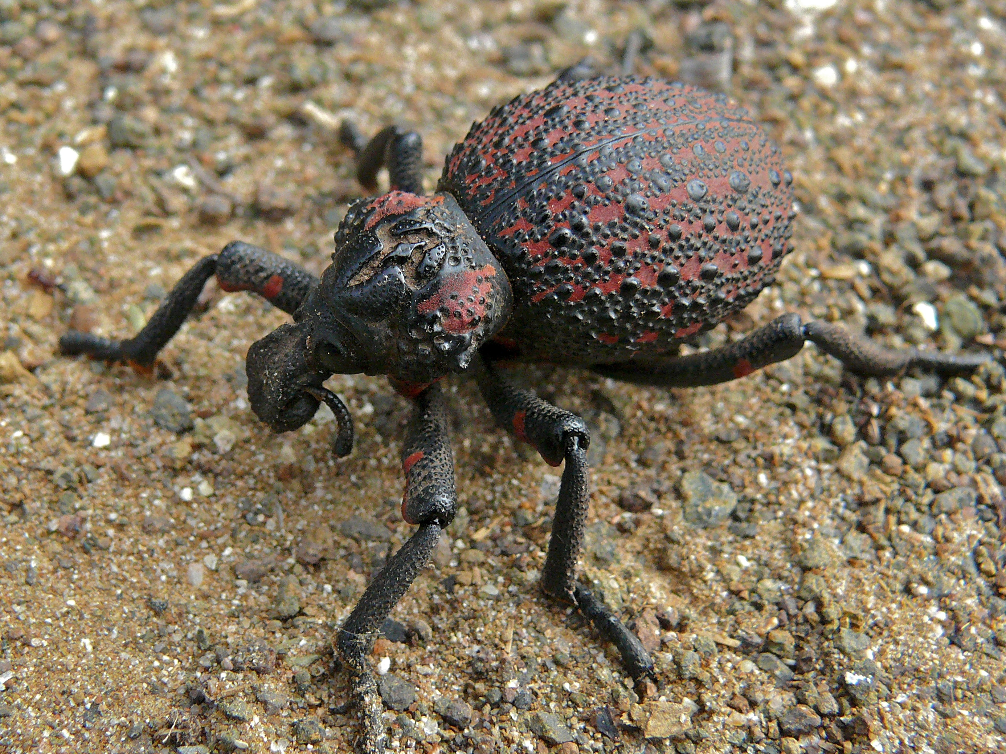 Weevil (Brachycerus sp.) (6046724206)