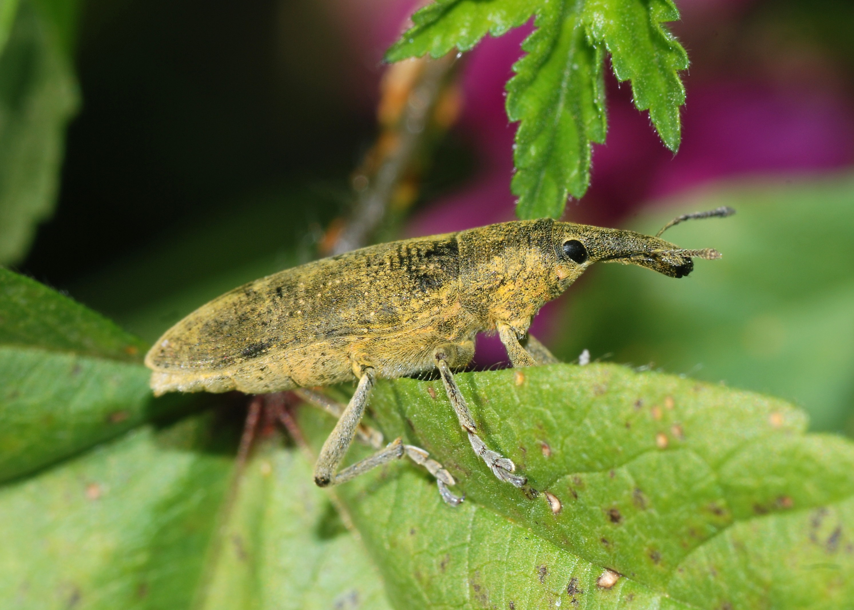 Weevil February 2008-1