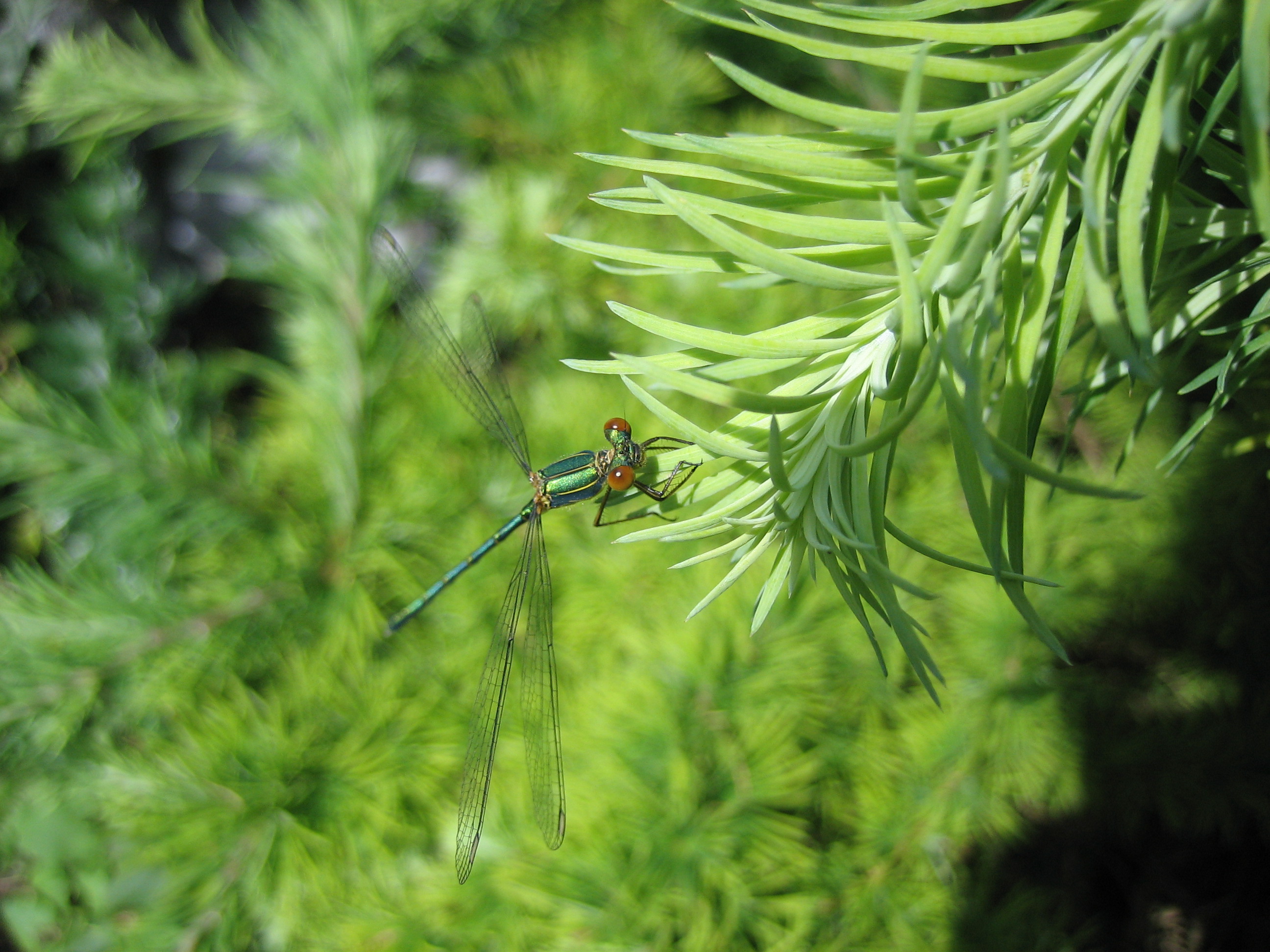 Weidenjungfer (Chalcolestes viridis)