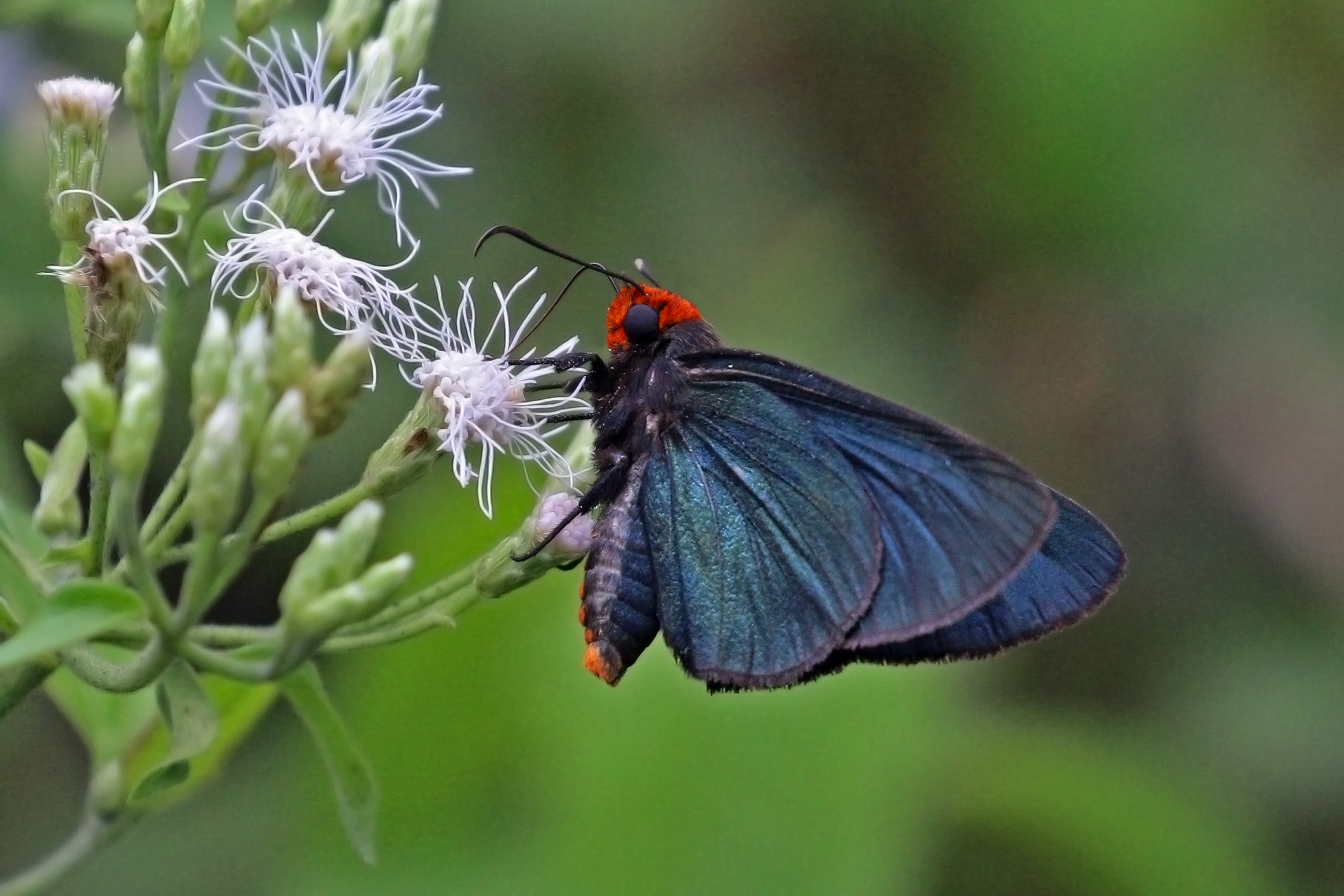 Western blue policeman (Pyrrhiades lucagus)