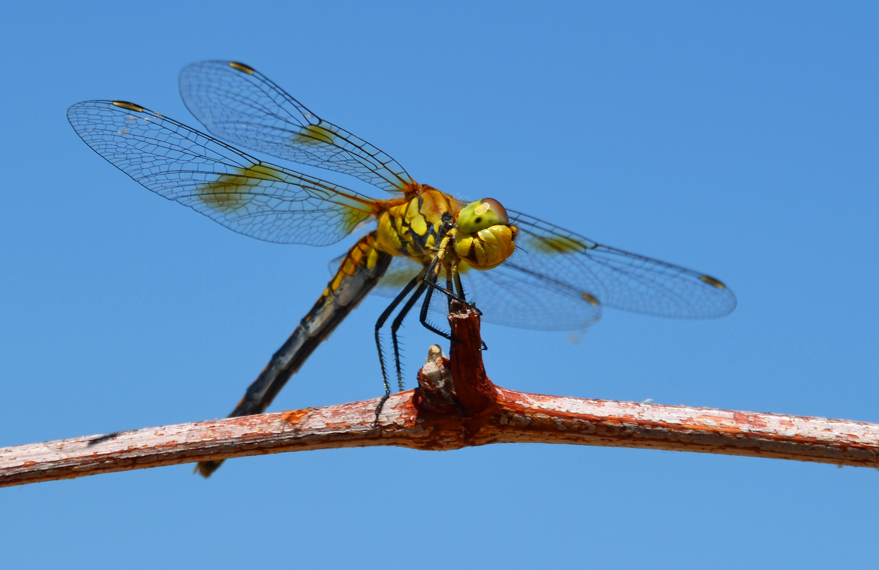 Western meadowhawk