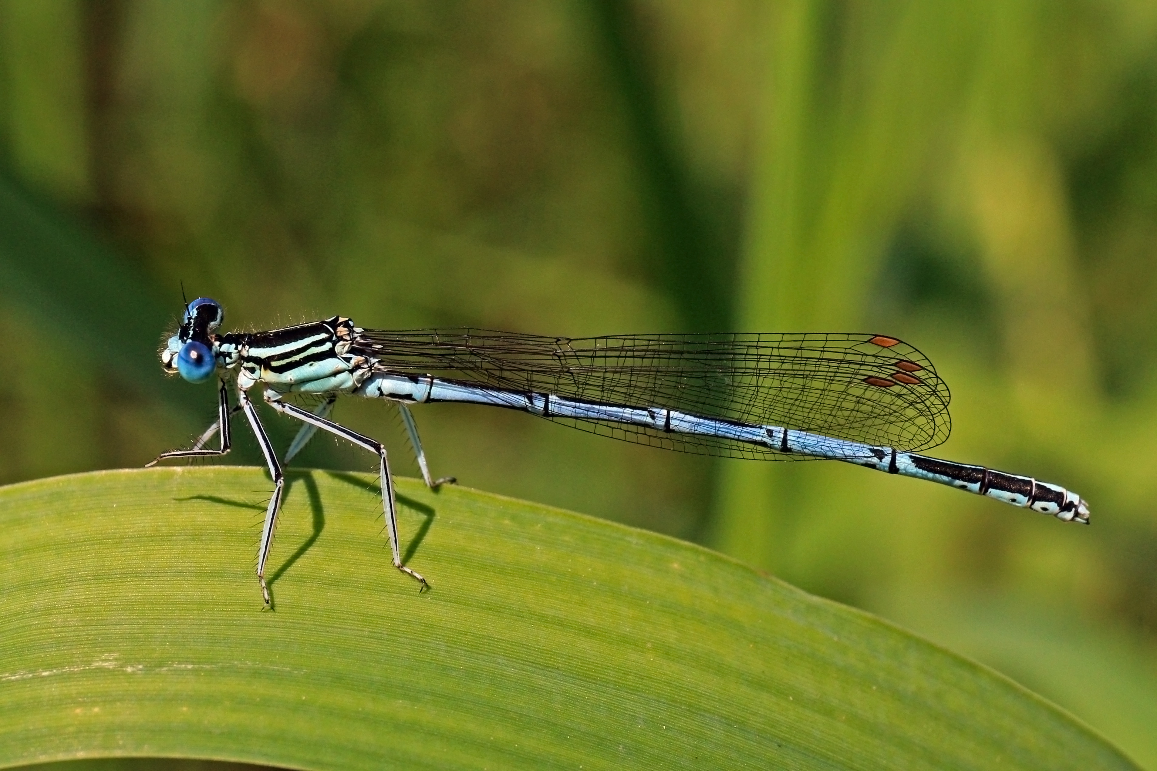 White-legged damselfly (Platycnemis pennipes) male