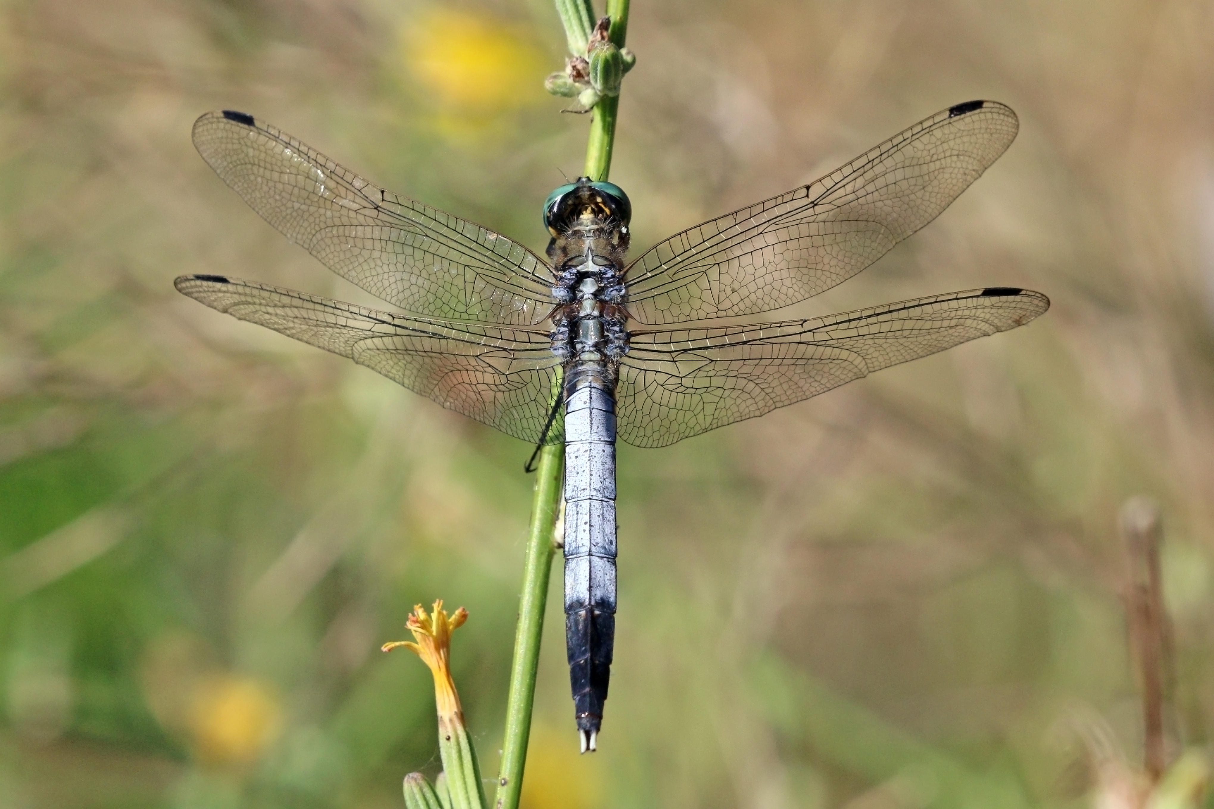 White-tailed skimmer (Orthetrum albistylum albistylum) male Greece