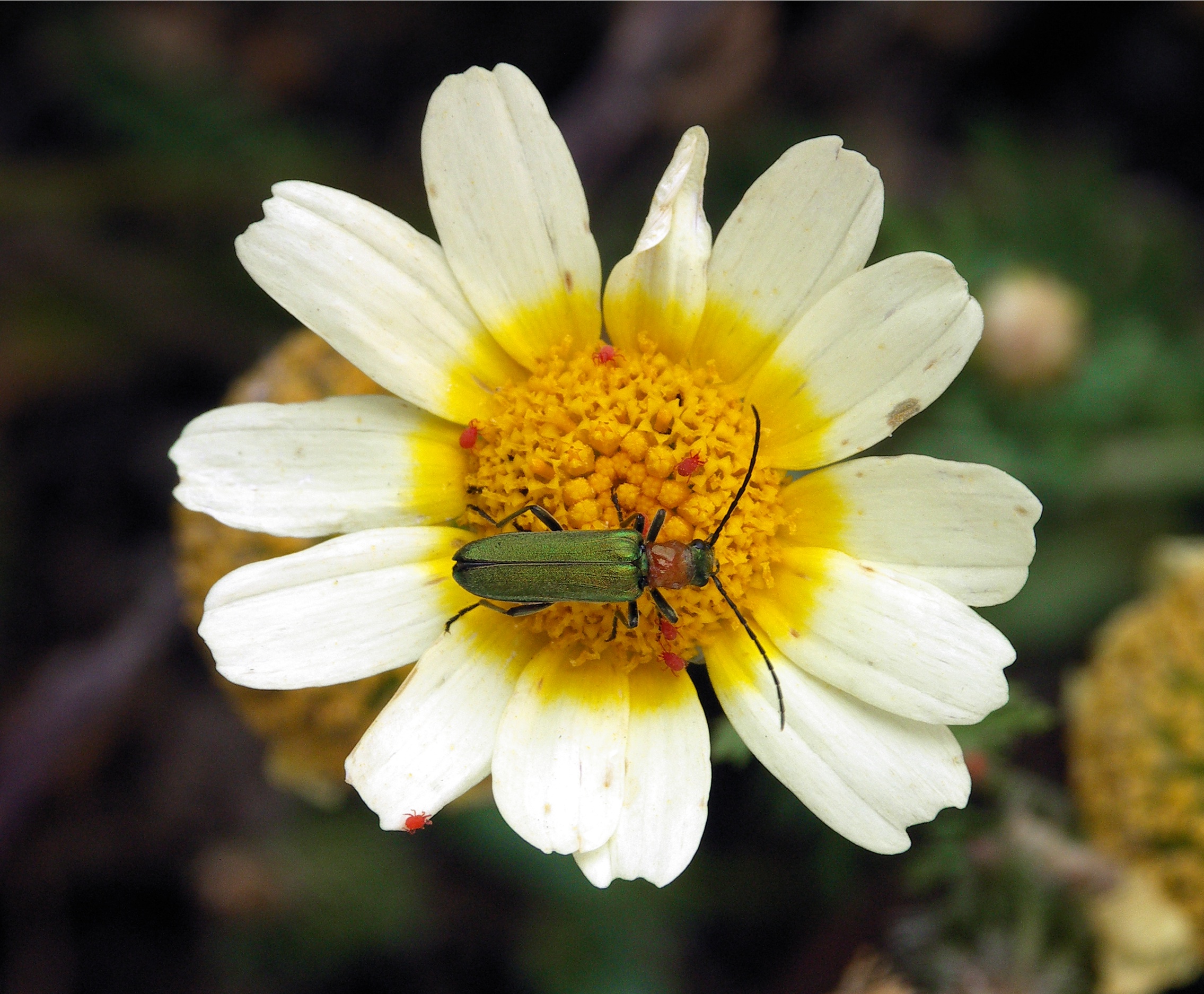 White flower with beetle