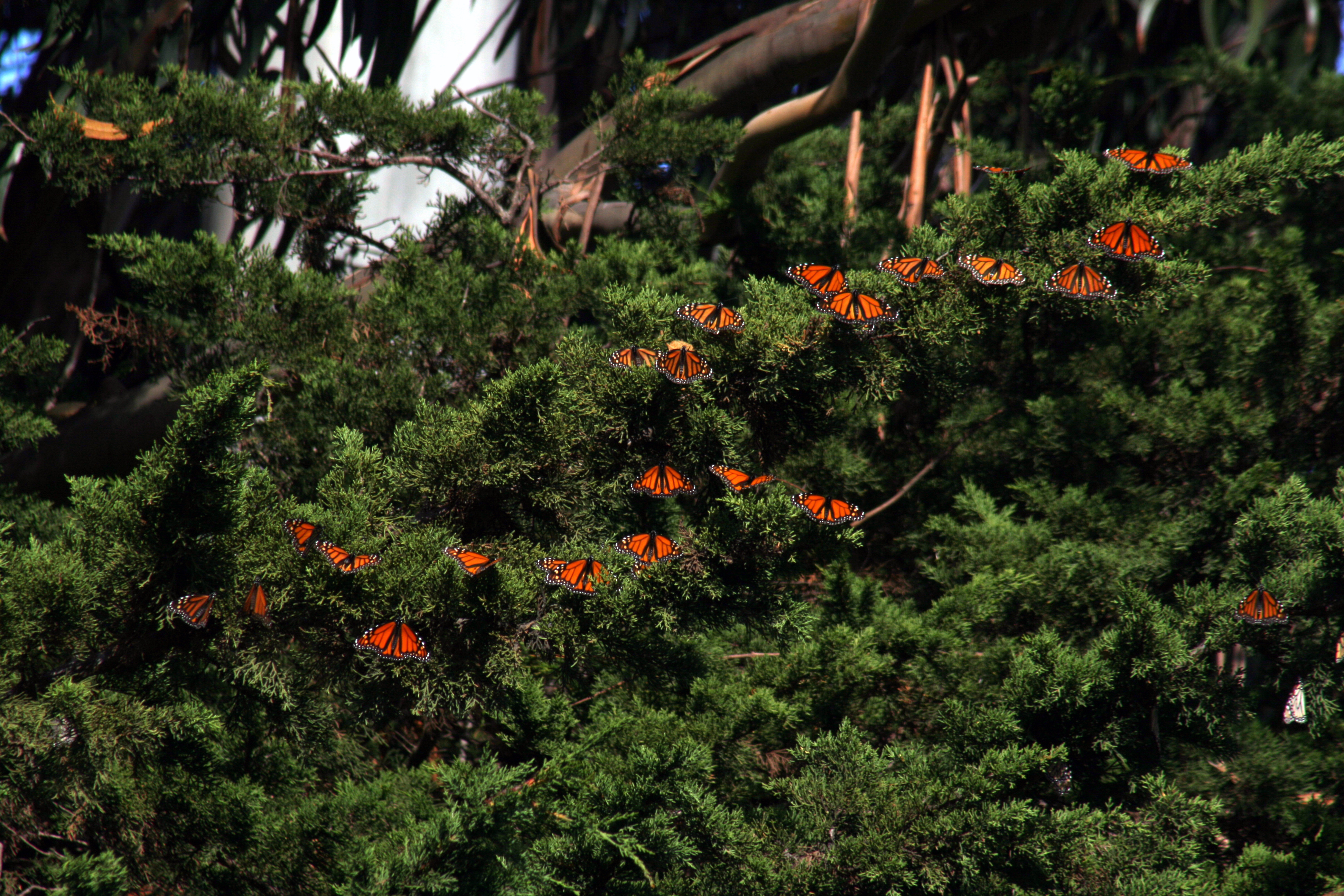 Wintering Monarchs in Santa Cruz