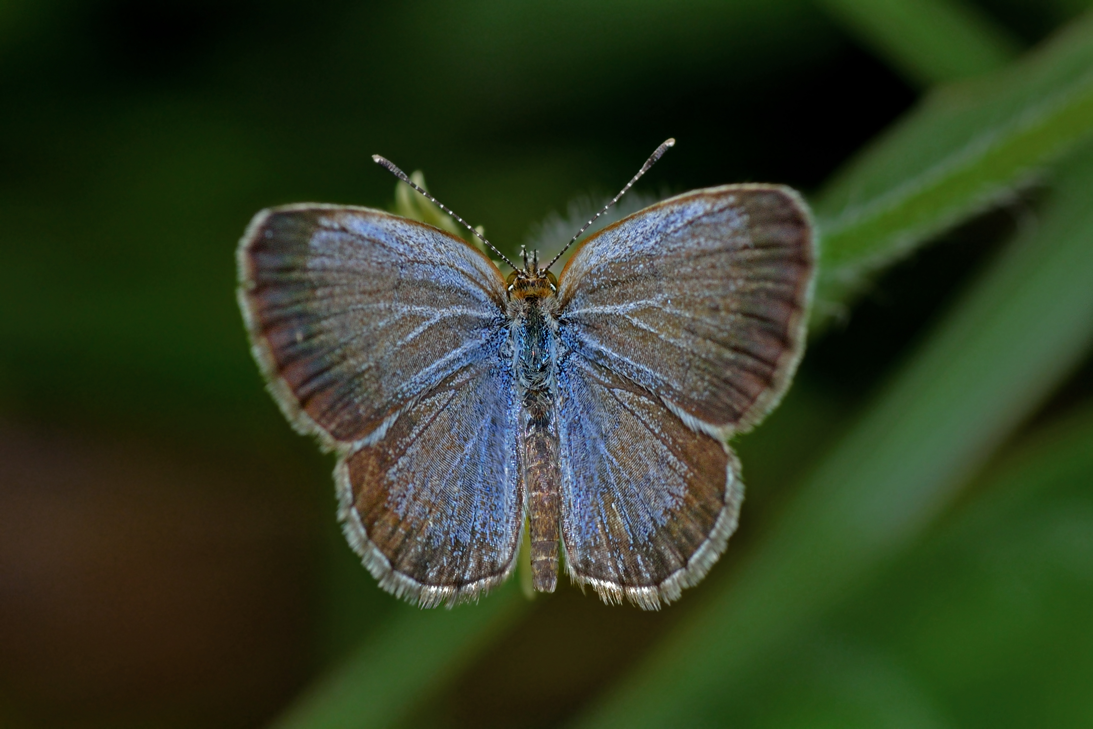 WLB DSC 2780