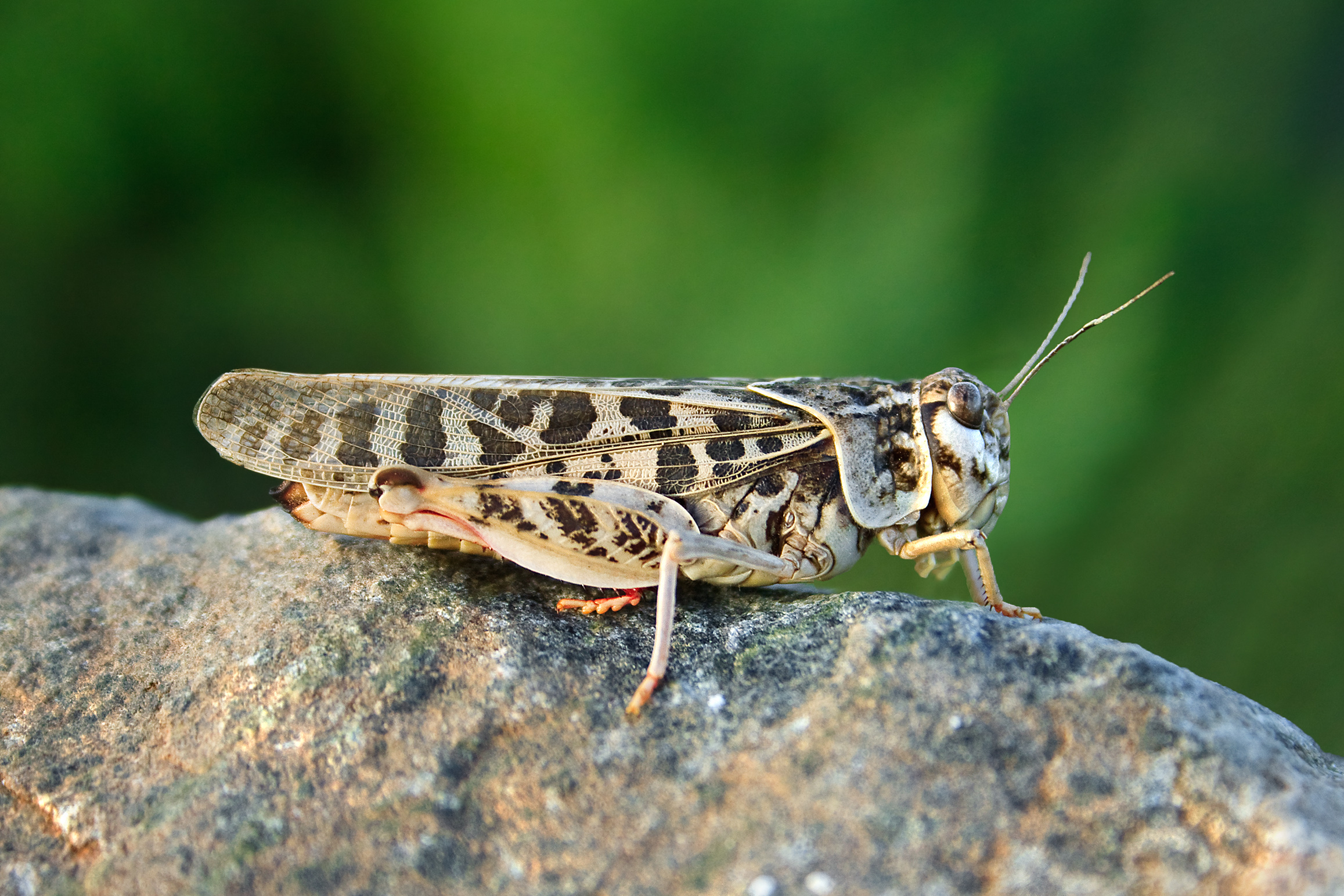 Xanthippus corallipes