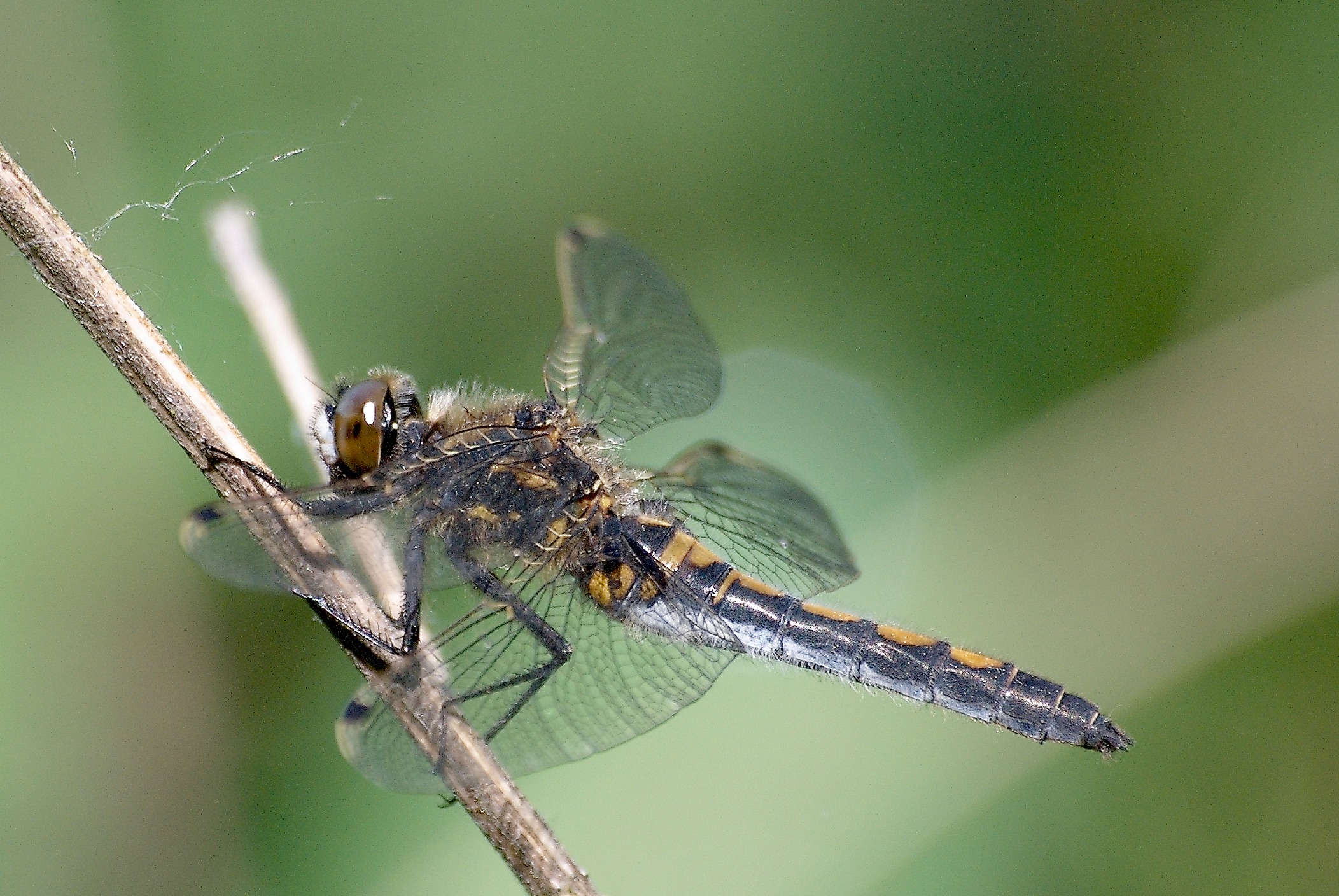 XN Leucorrhinia rubicunda 697