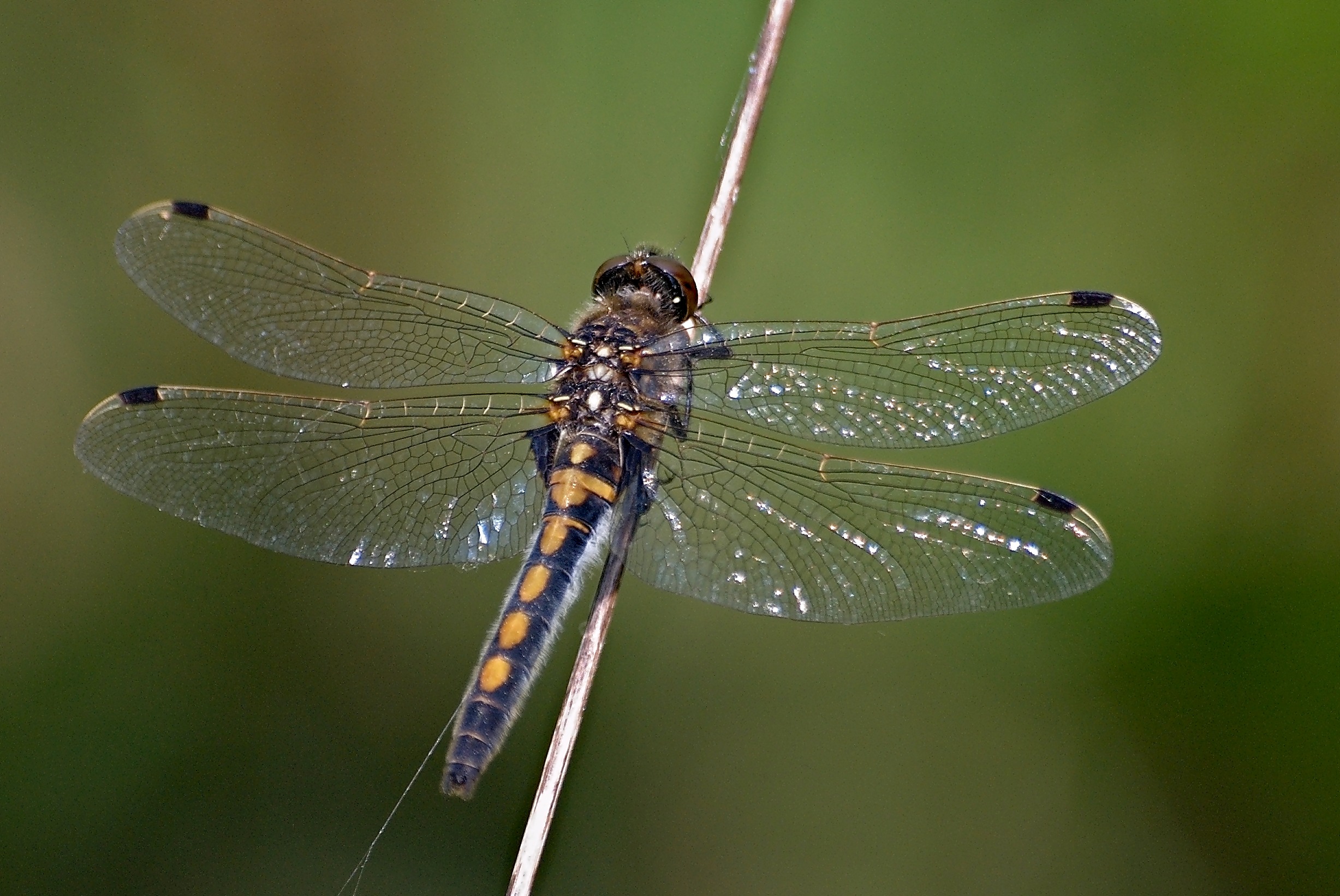 XN Leucorrhinia rubicunda 737 ov