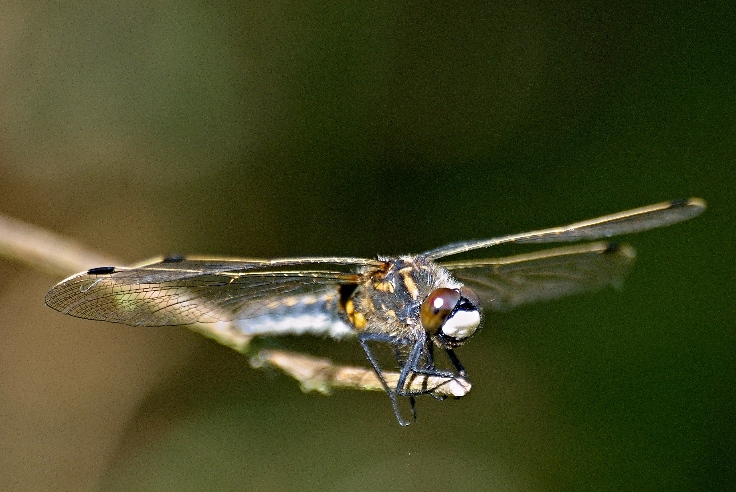 XN Leucorrhinia rubicunda 744