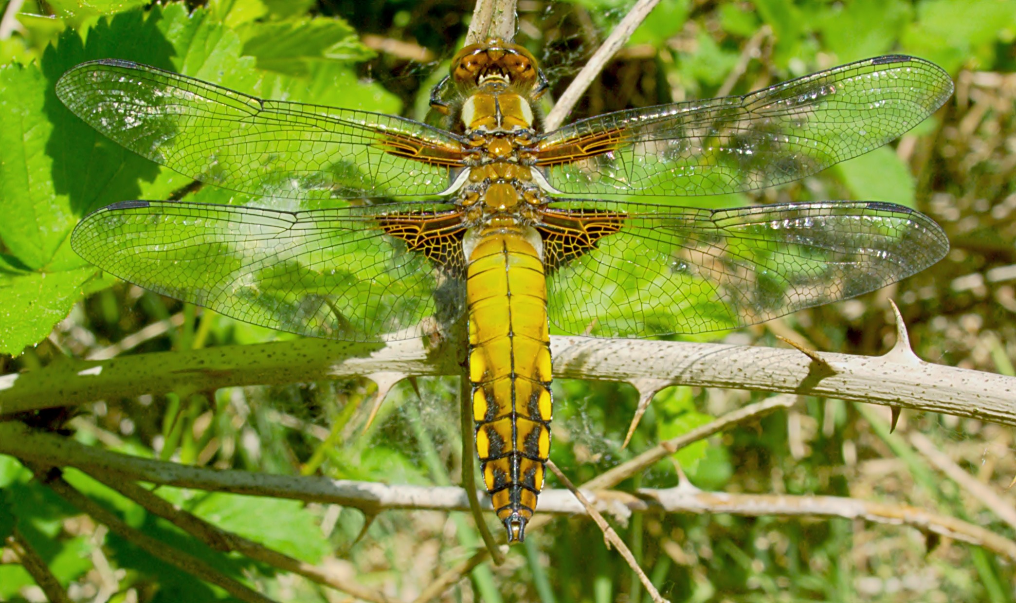 XN Libellula depressa female