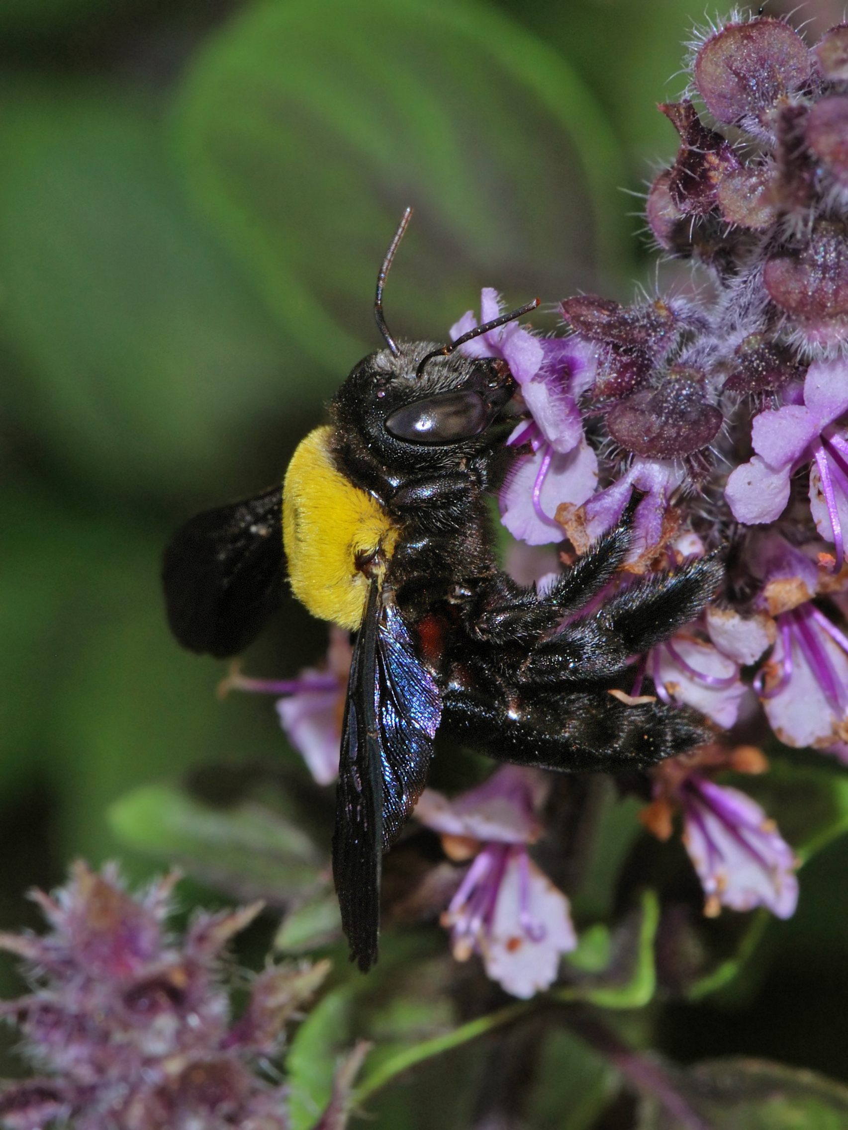 Xylocopa pubescens female 1