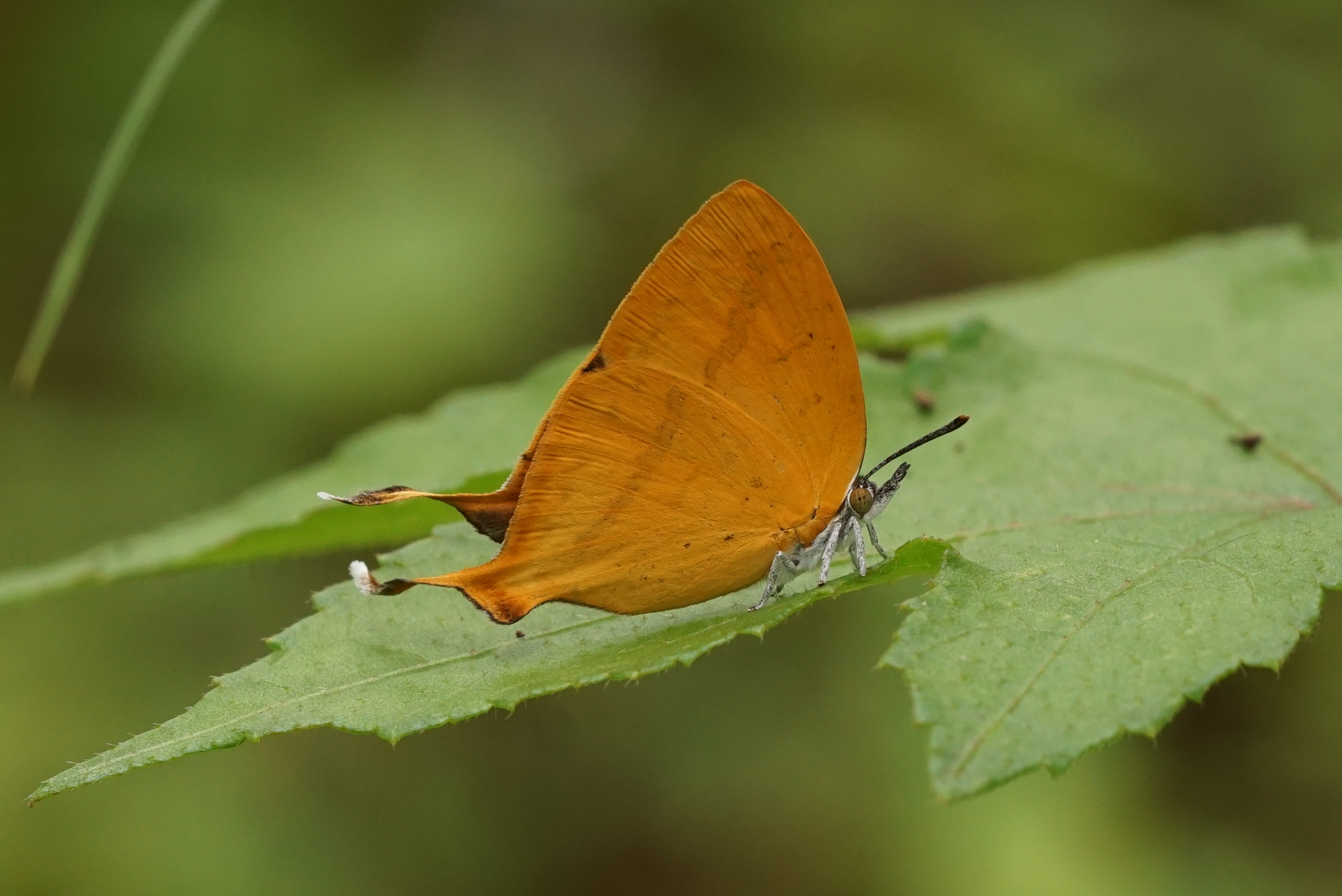 Yamfly 08508