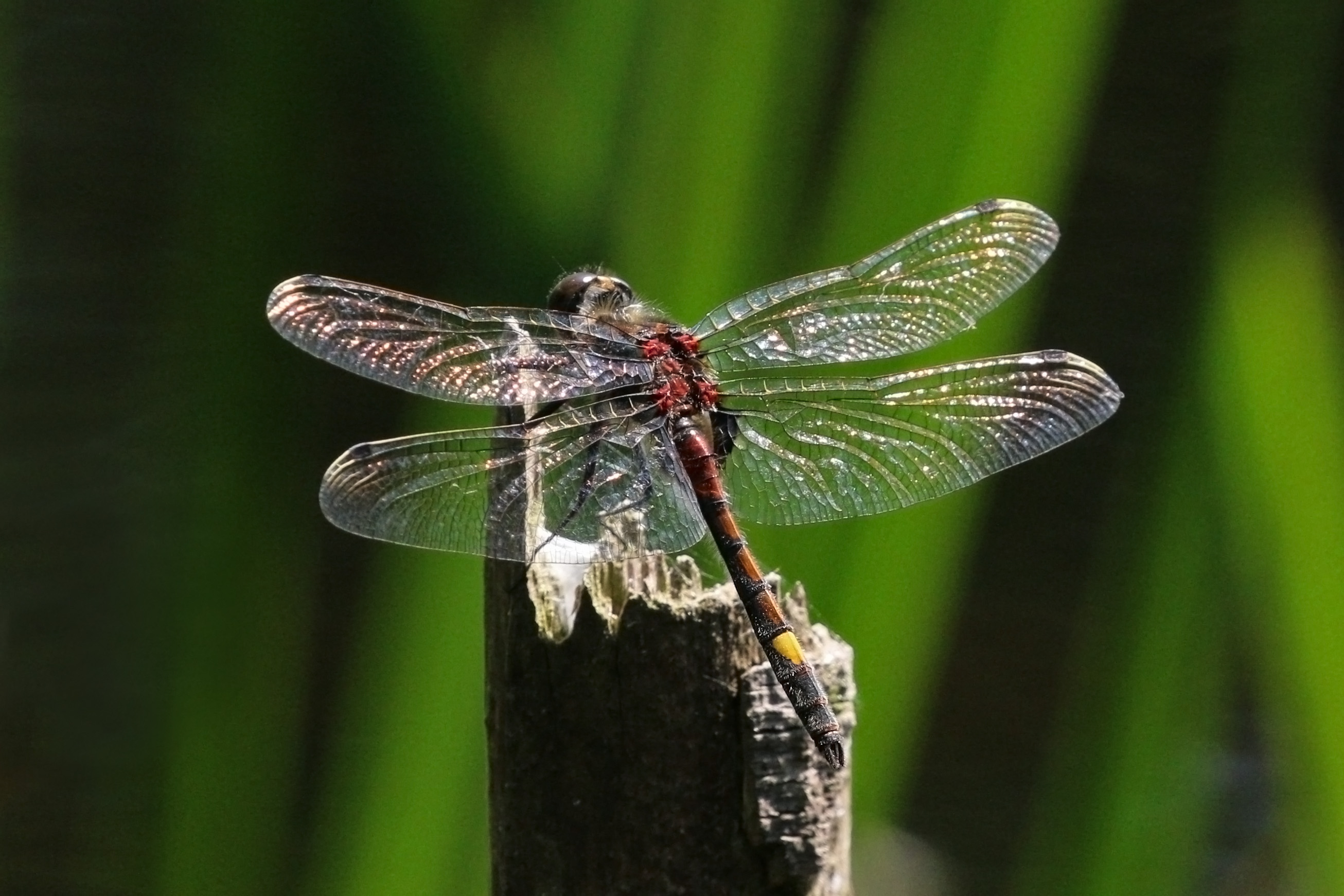 Yellow-spotted whiteface (Leucorrhinia pectoralis) male