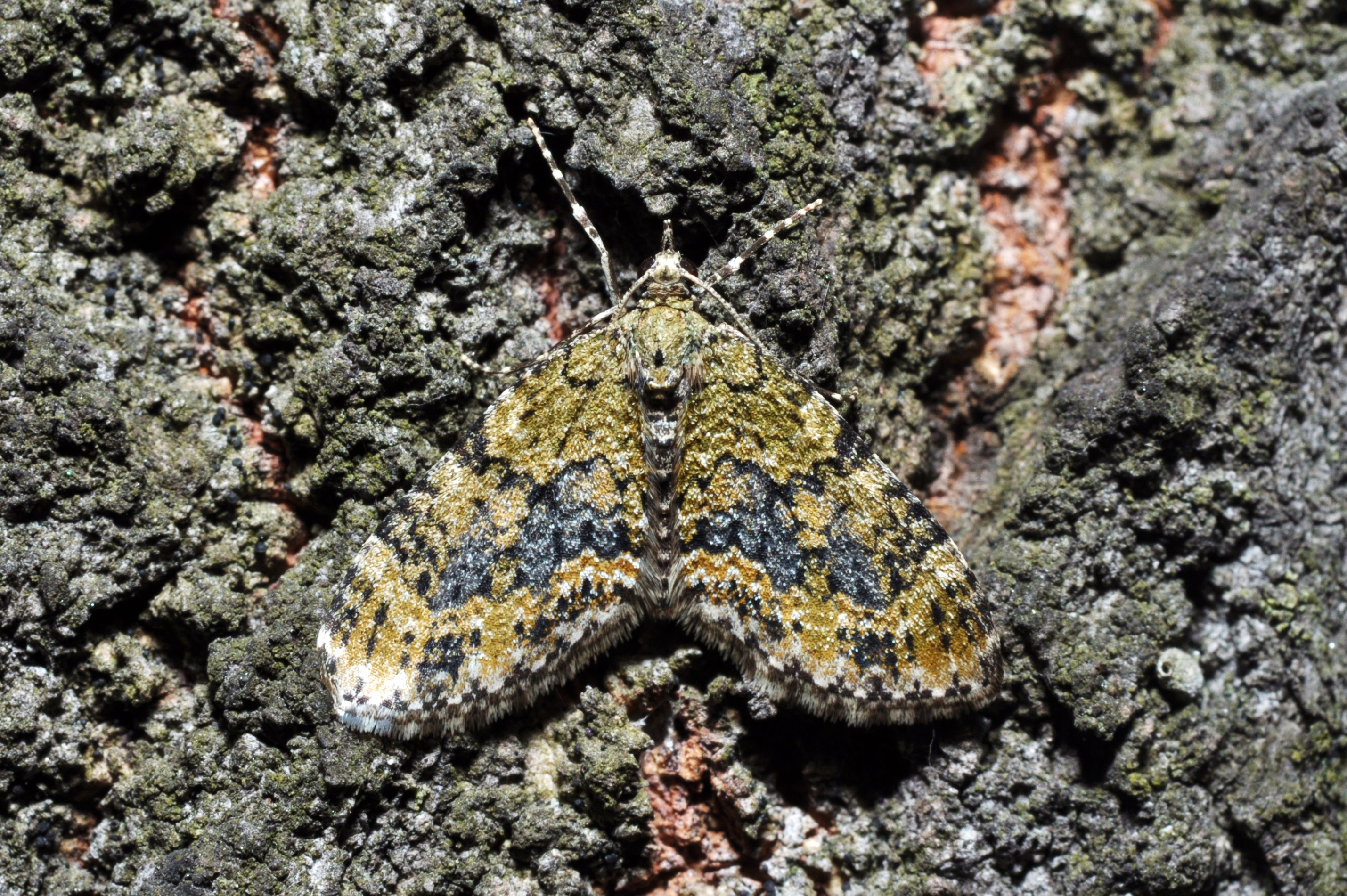 Yellow -barred Brindle (Acasis viretata) (14041440363)