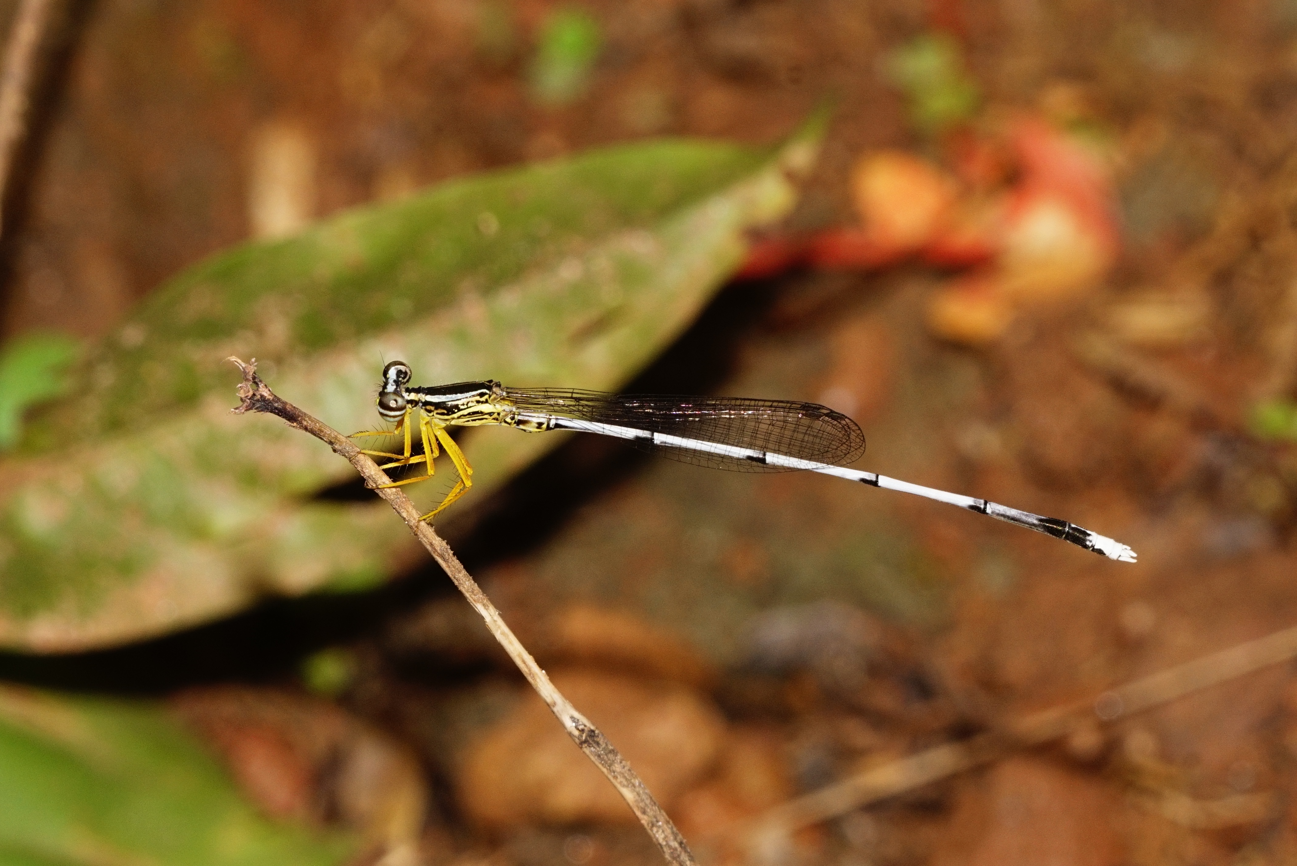 Yellow bush dart 4962