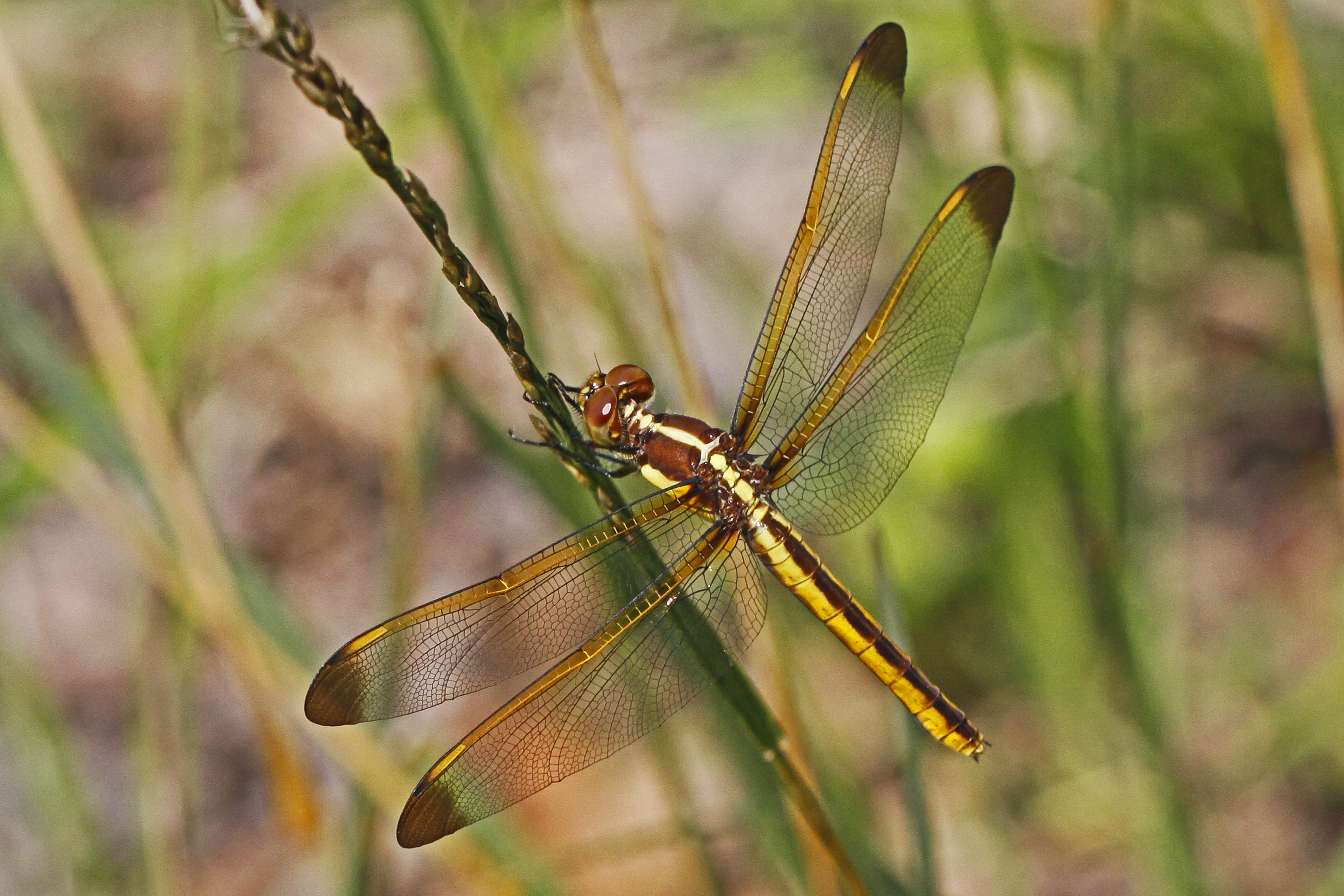 Yellow-sided Skimmer - Libellula flavida, Patuxent National Wildlife Refuge, Maryland