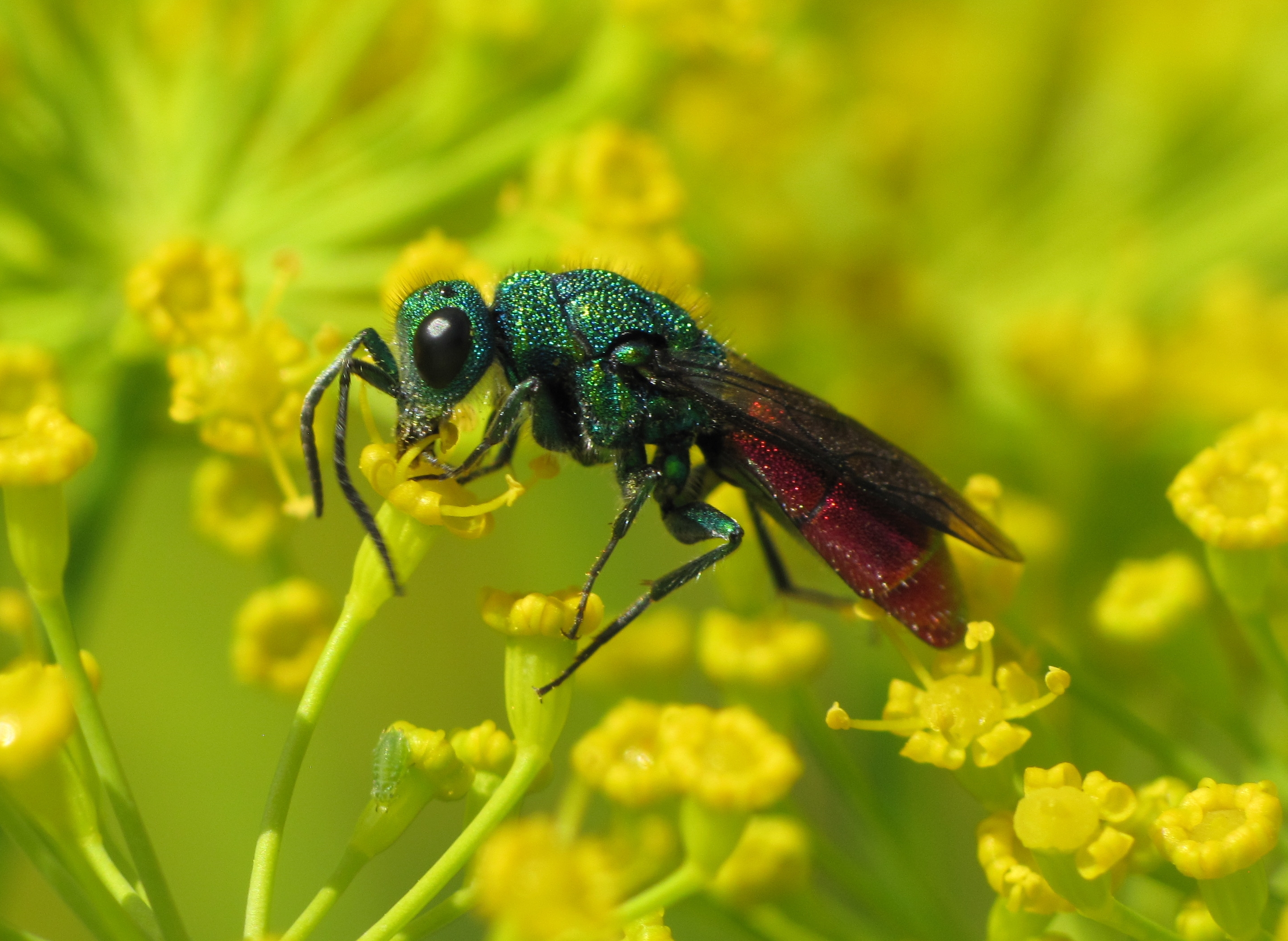 Złototlitka Chrysis