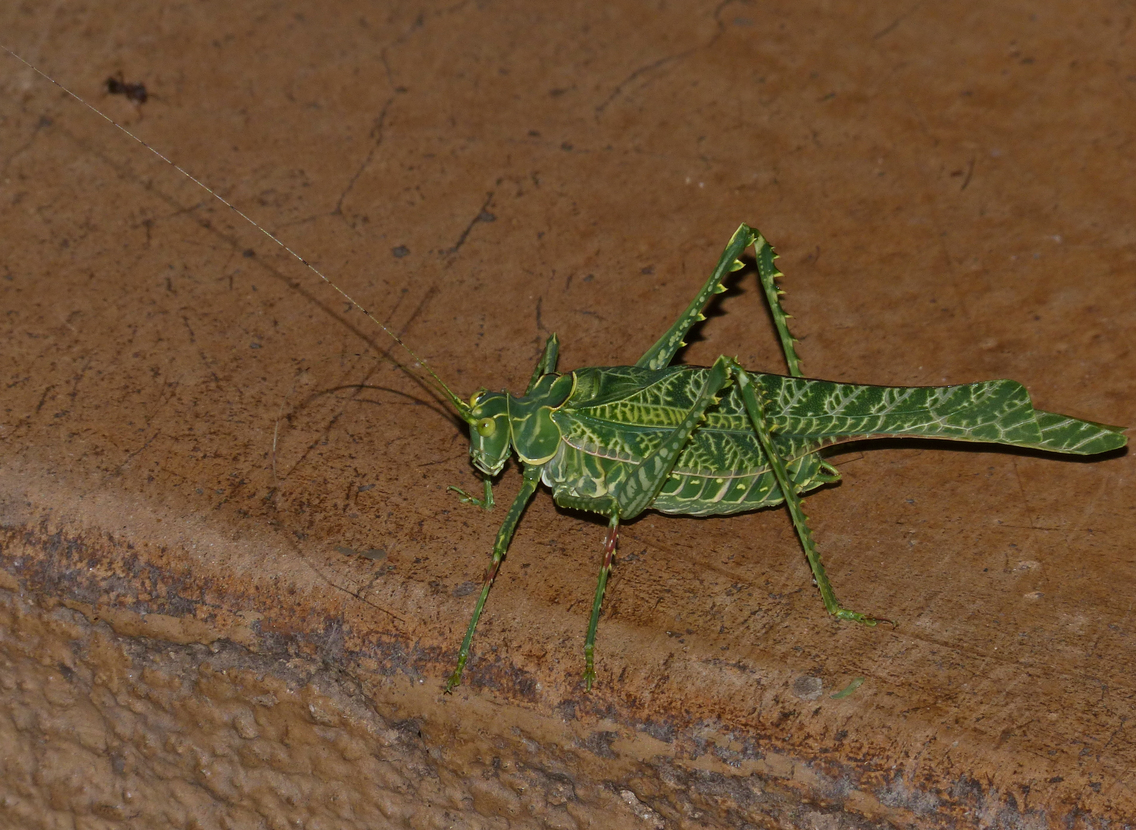 Zebra Katydid (Terpnistria zebrata) male (13697822364)