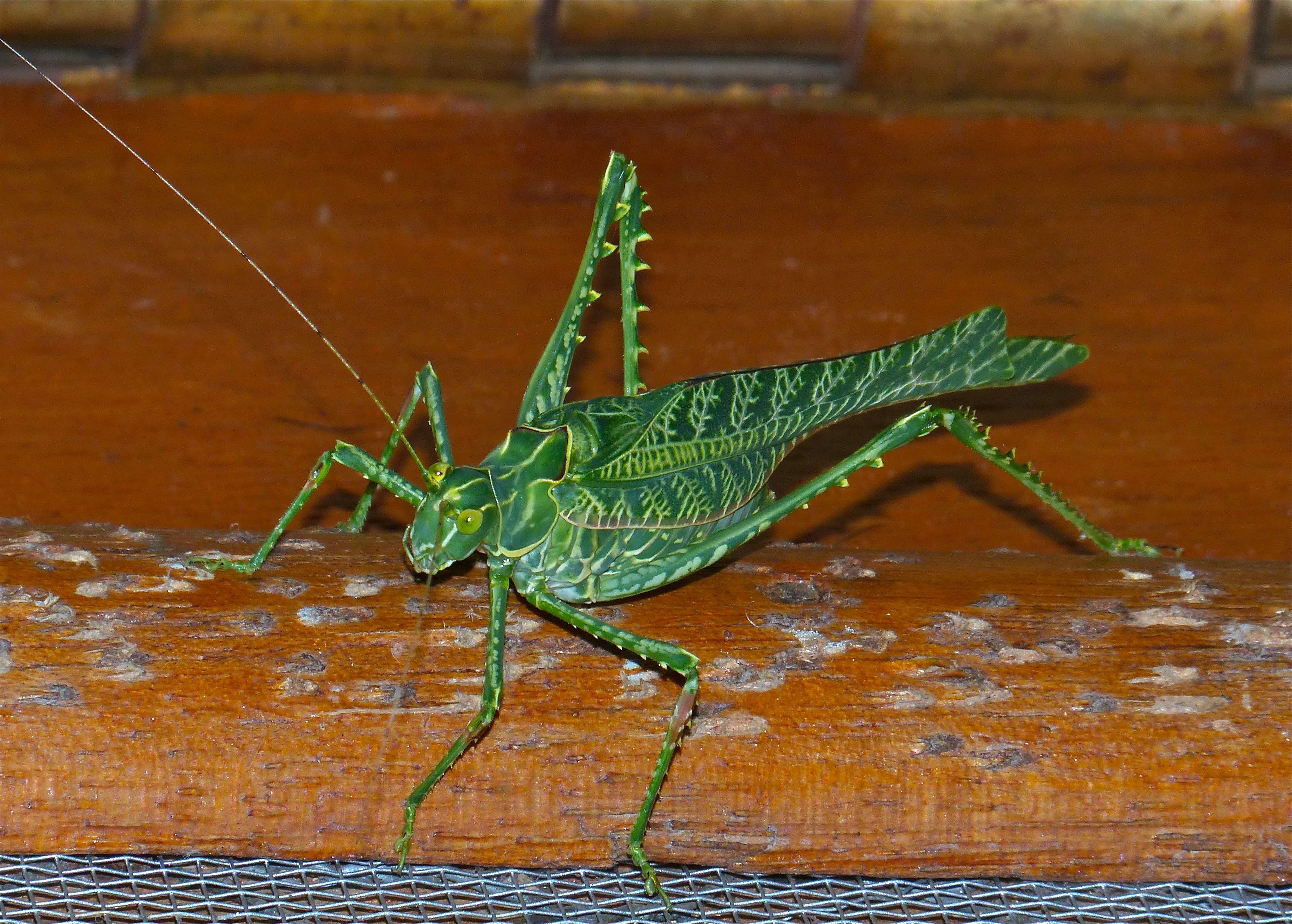 Zebra Katydid (Terpnistria zebrata) male (13721179755)