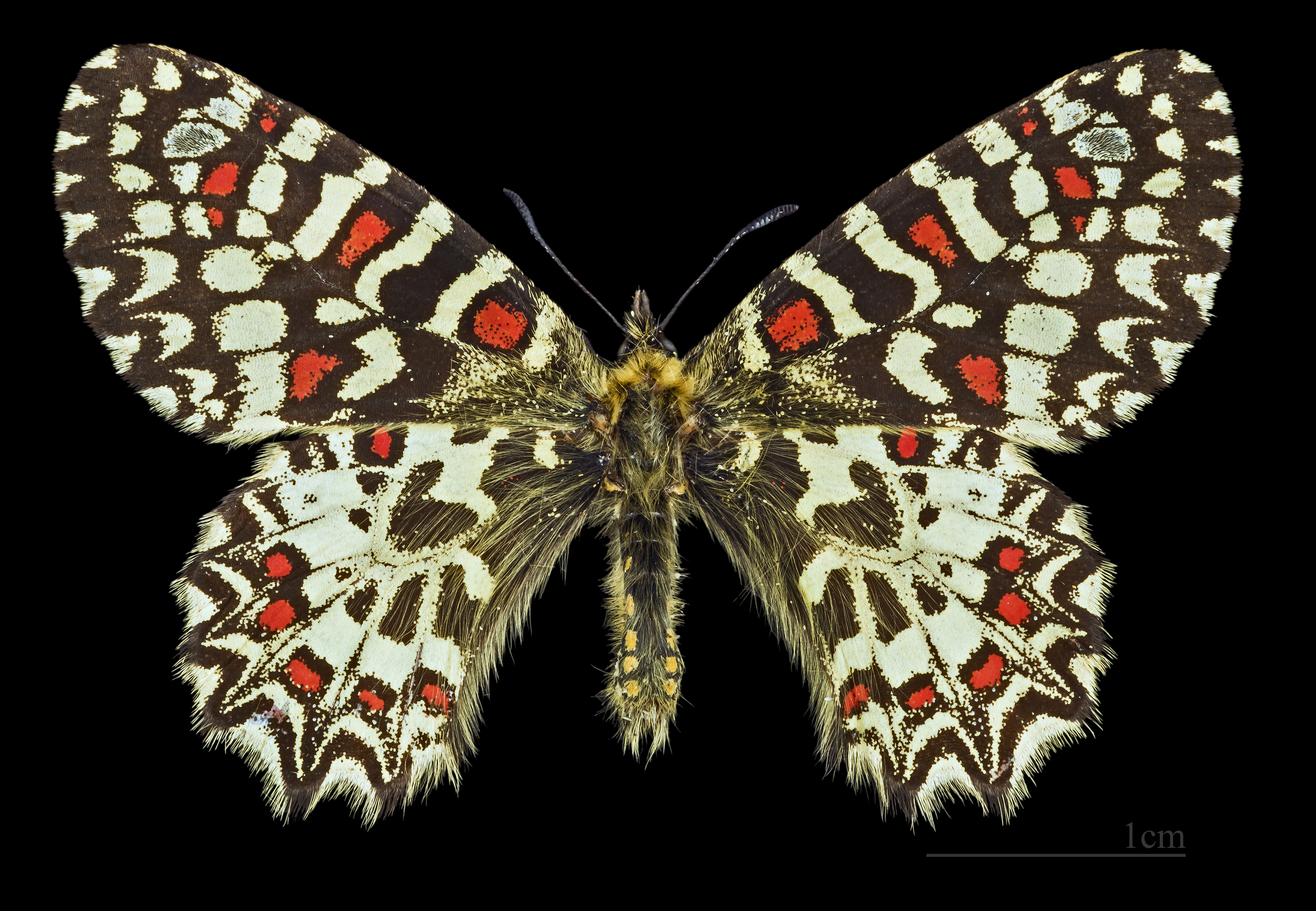 Zerynthia rumina MHNT CUT 2013 3 8 Male Dos Villegailhenc