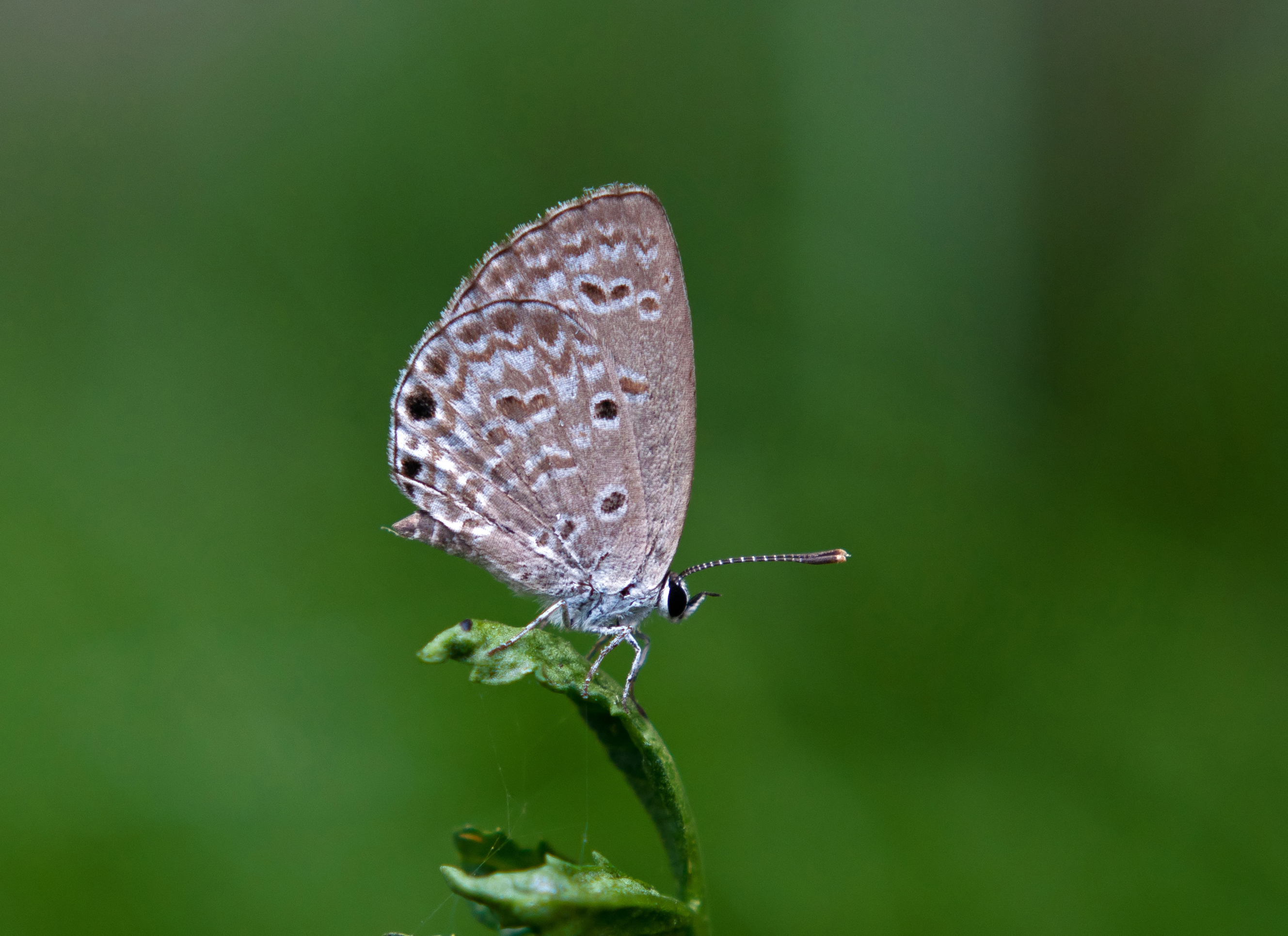 Zizina otis, Burdwan, West Bengal, India 04 10 2012