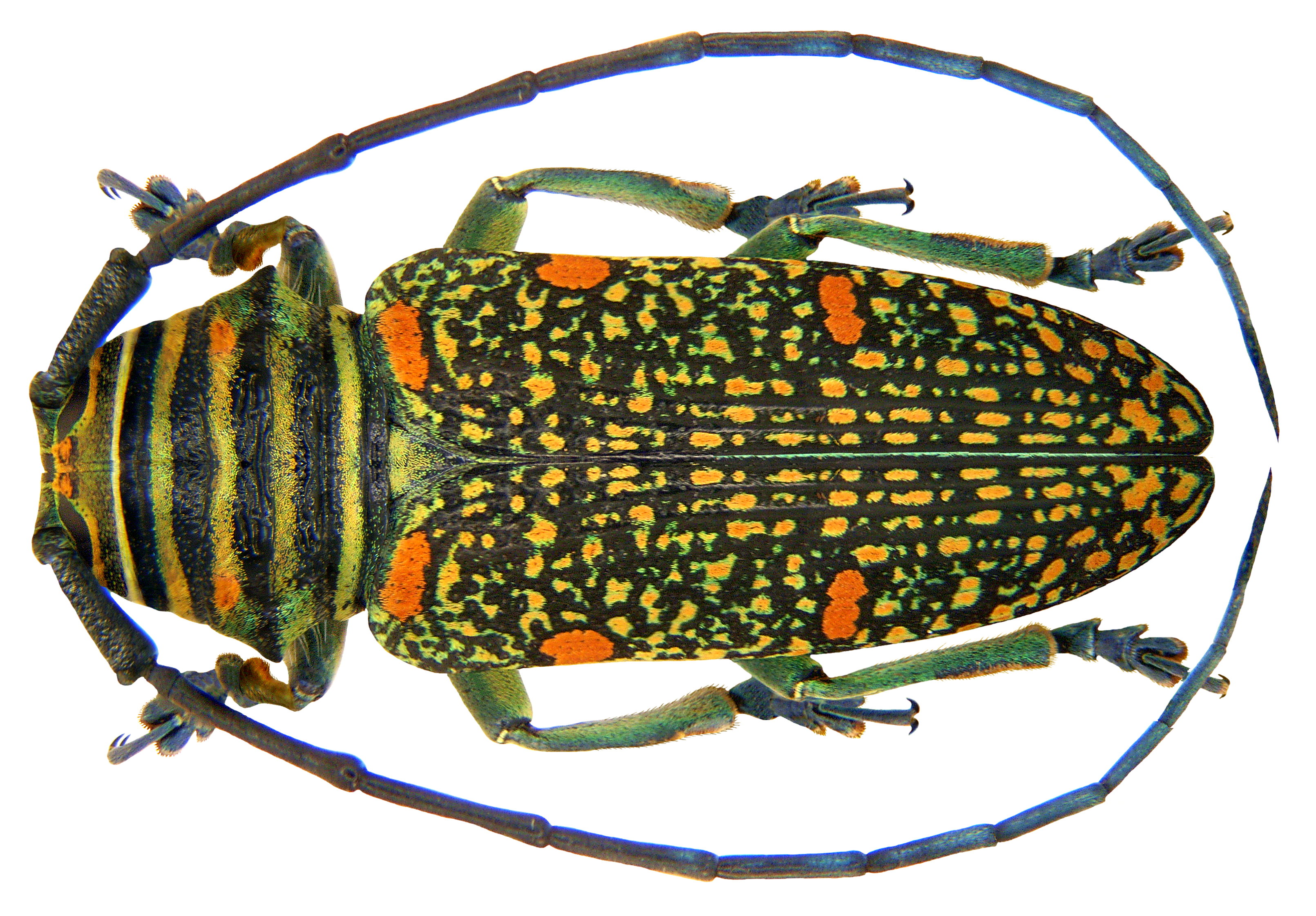 Zographus regalis regalis Brown, 1776 (3838714355) (2)